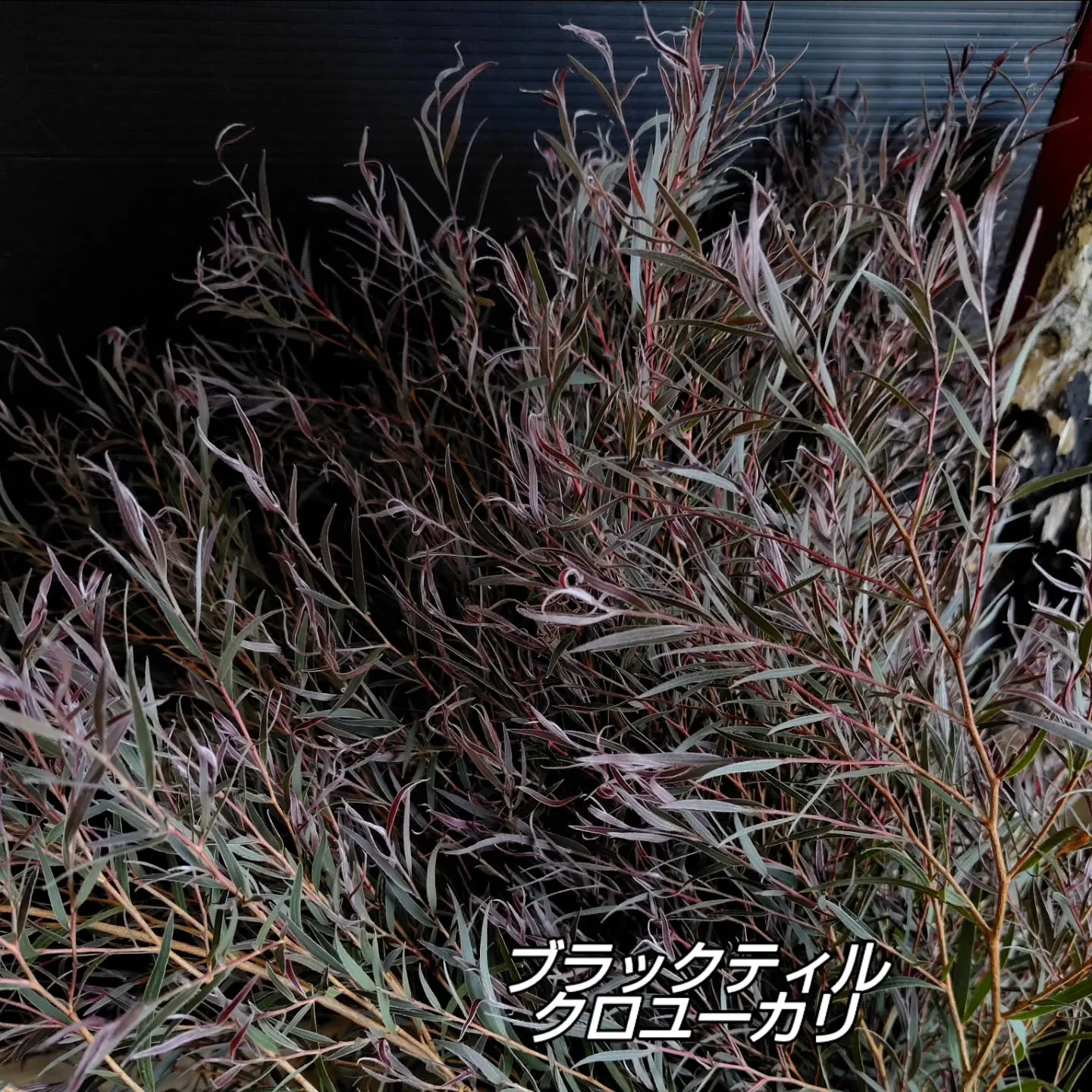 今朝の大宮市場も