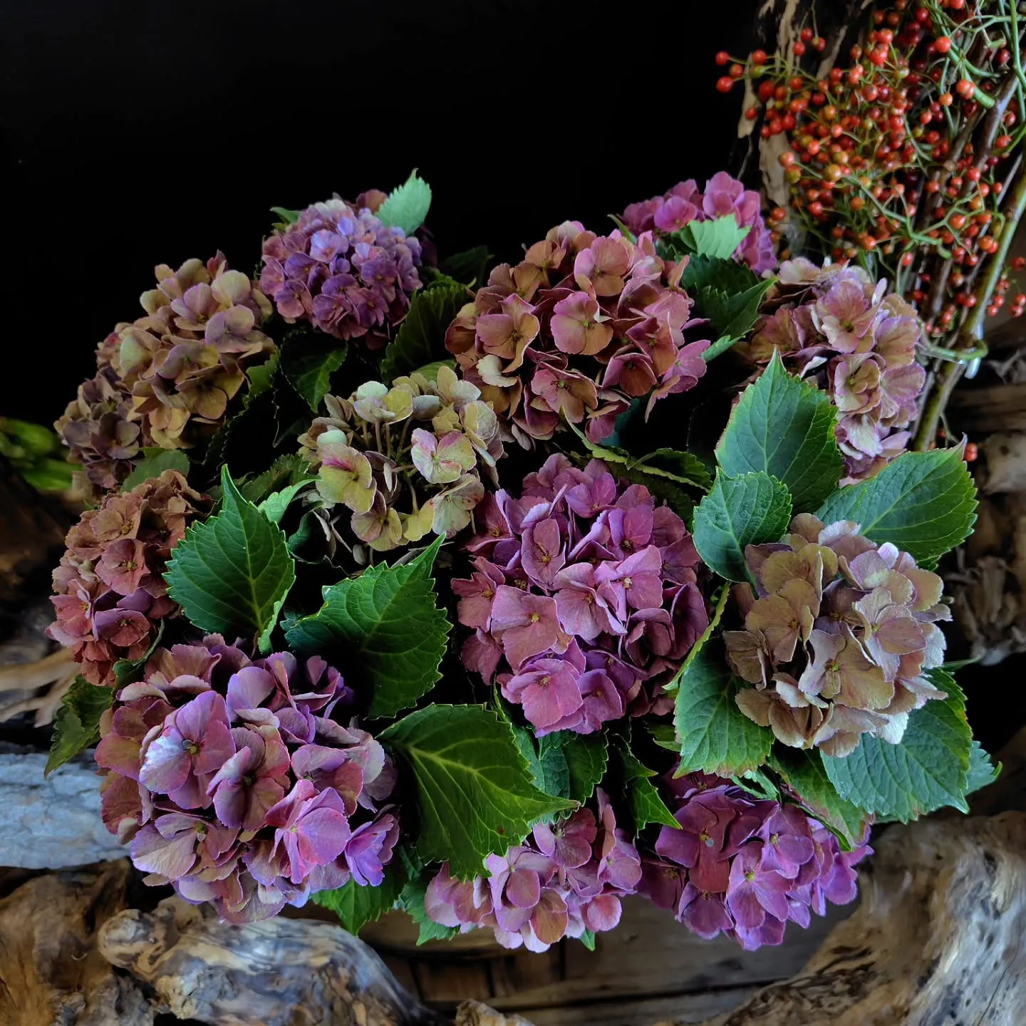 秋色に染まった紫陽花