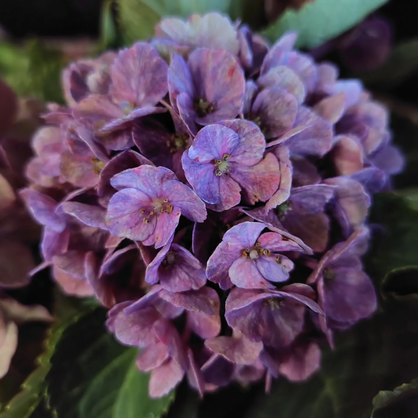 秋色に染まった紫陽花