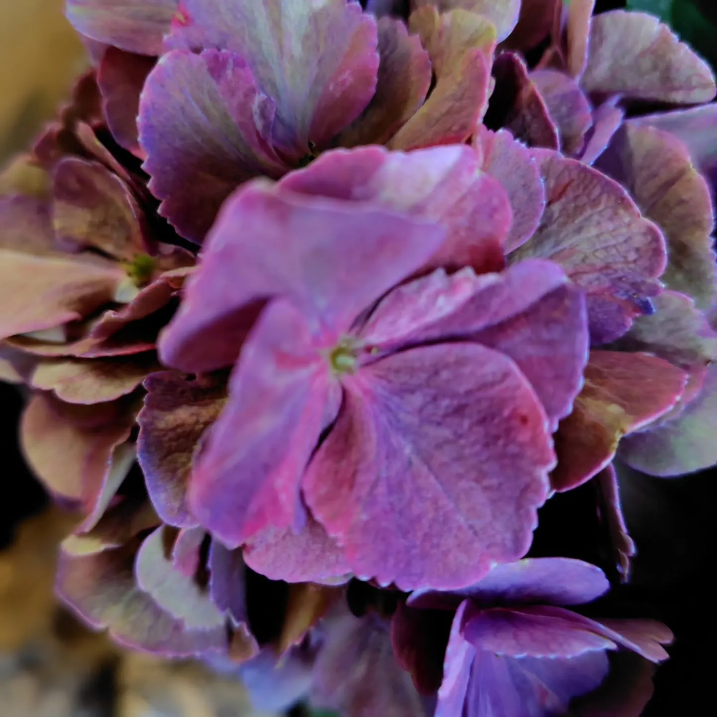 秋色に染まった紫陽花