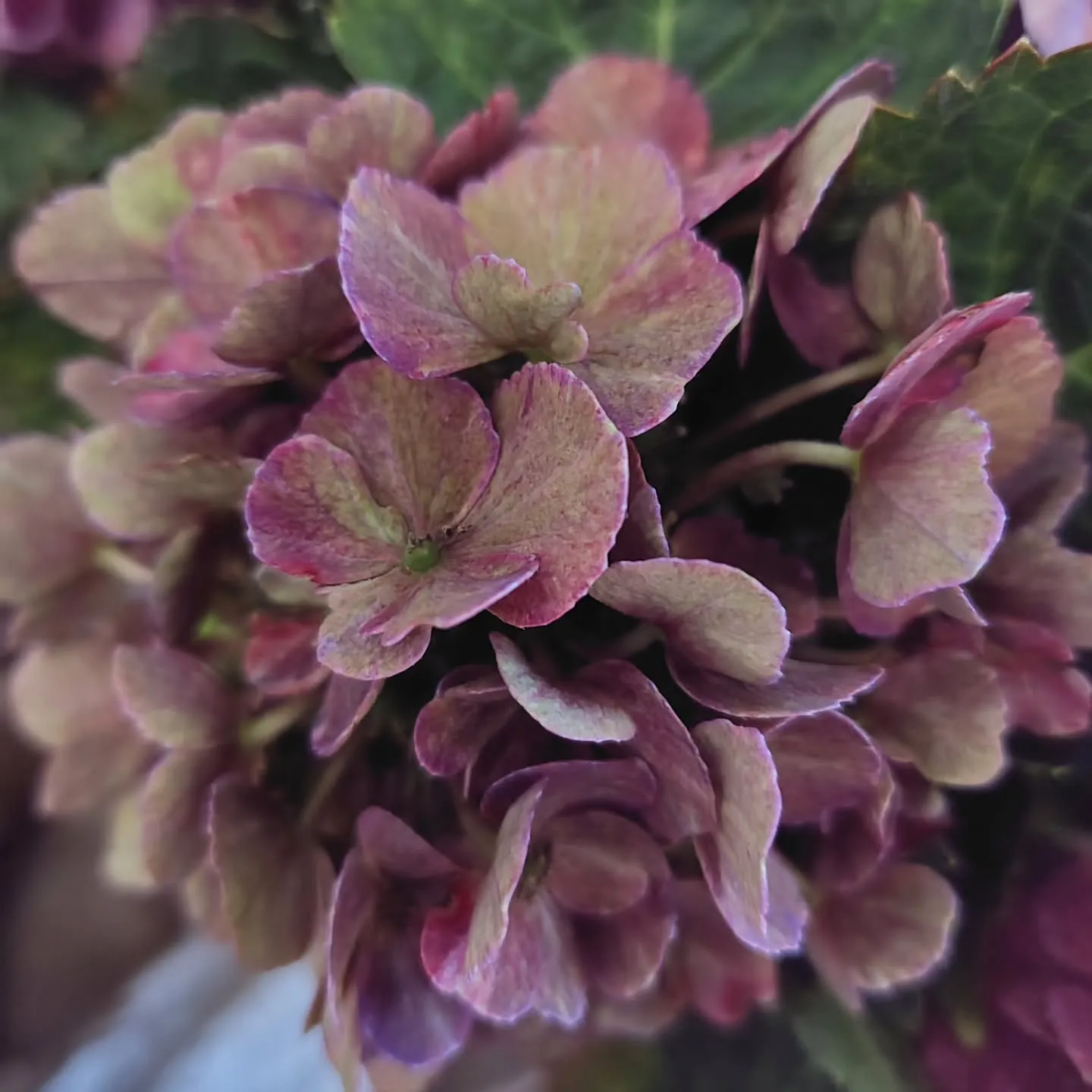 秋色に染まった紫陽花