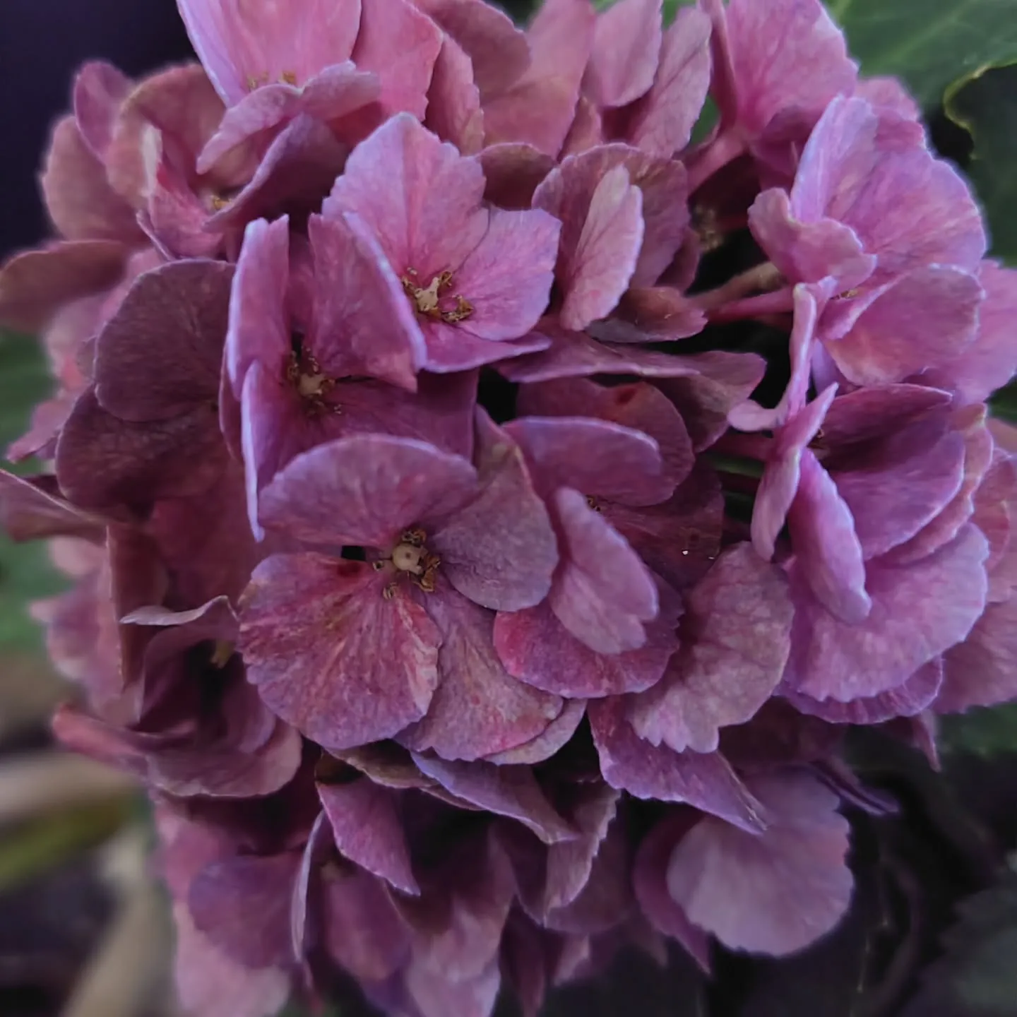 秋色に染まった紫陽花