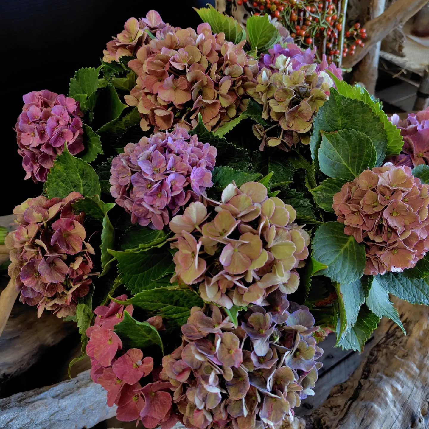 秋色に染まった紫陽花