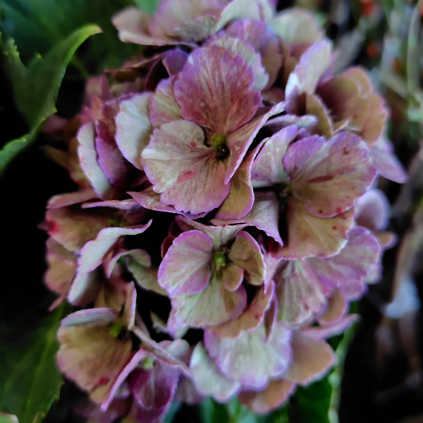 秋色に染まった紫陽花