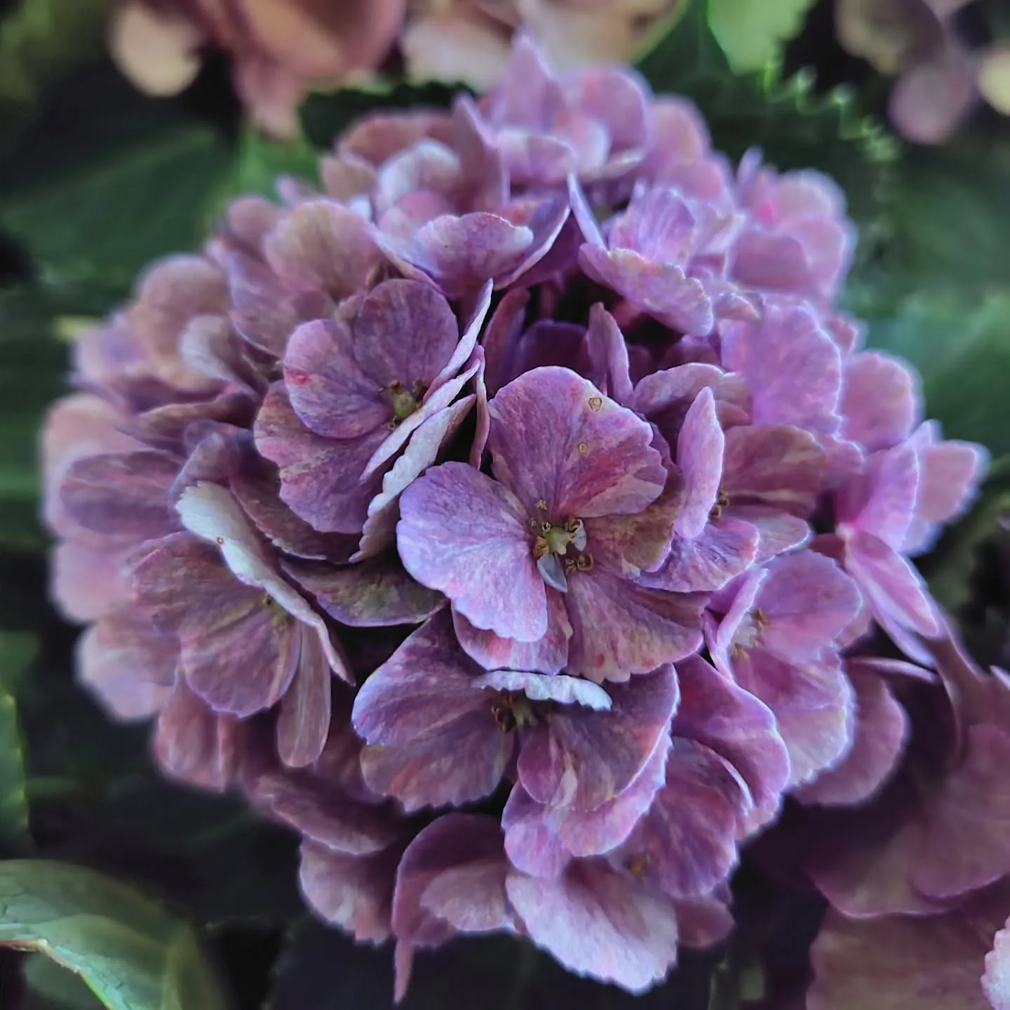 秋色に染まった紫陽花