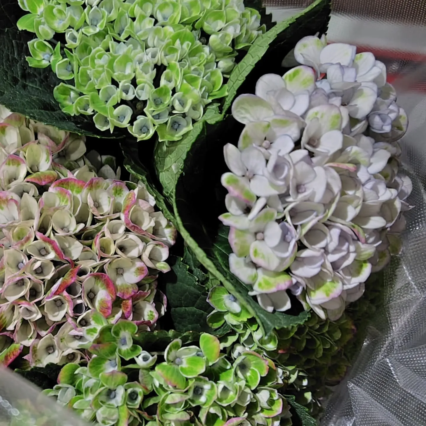 秋色な草🌿