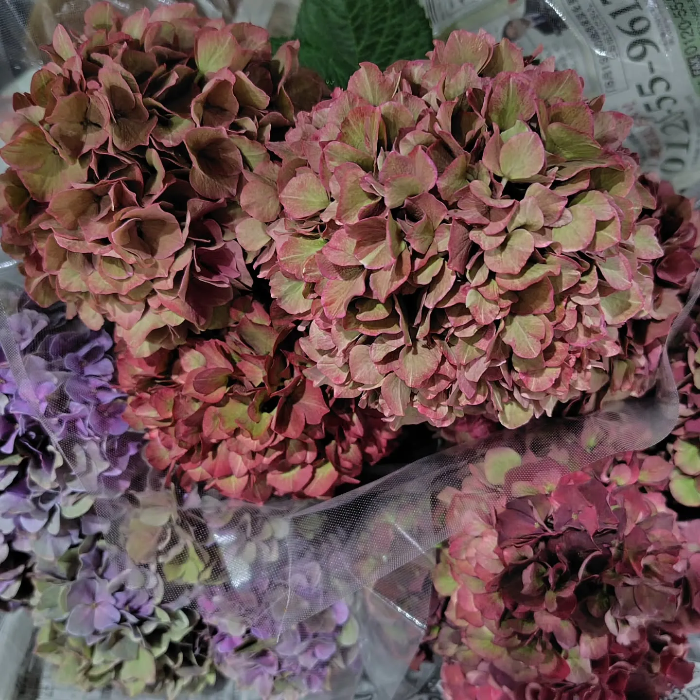 秋色な草🌿