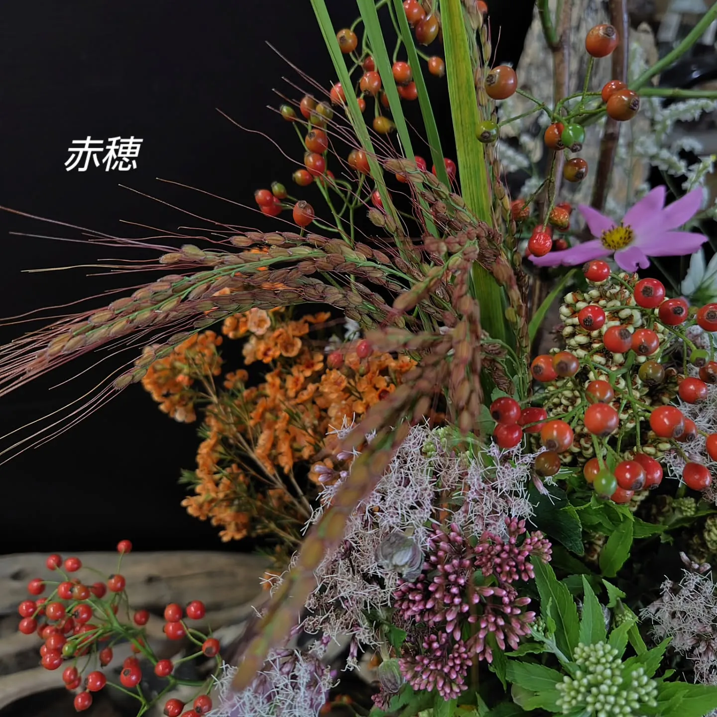 野薔薇　赤穂　ワックスフラワーオレンジ
