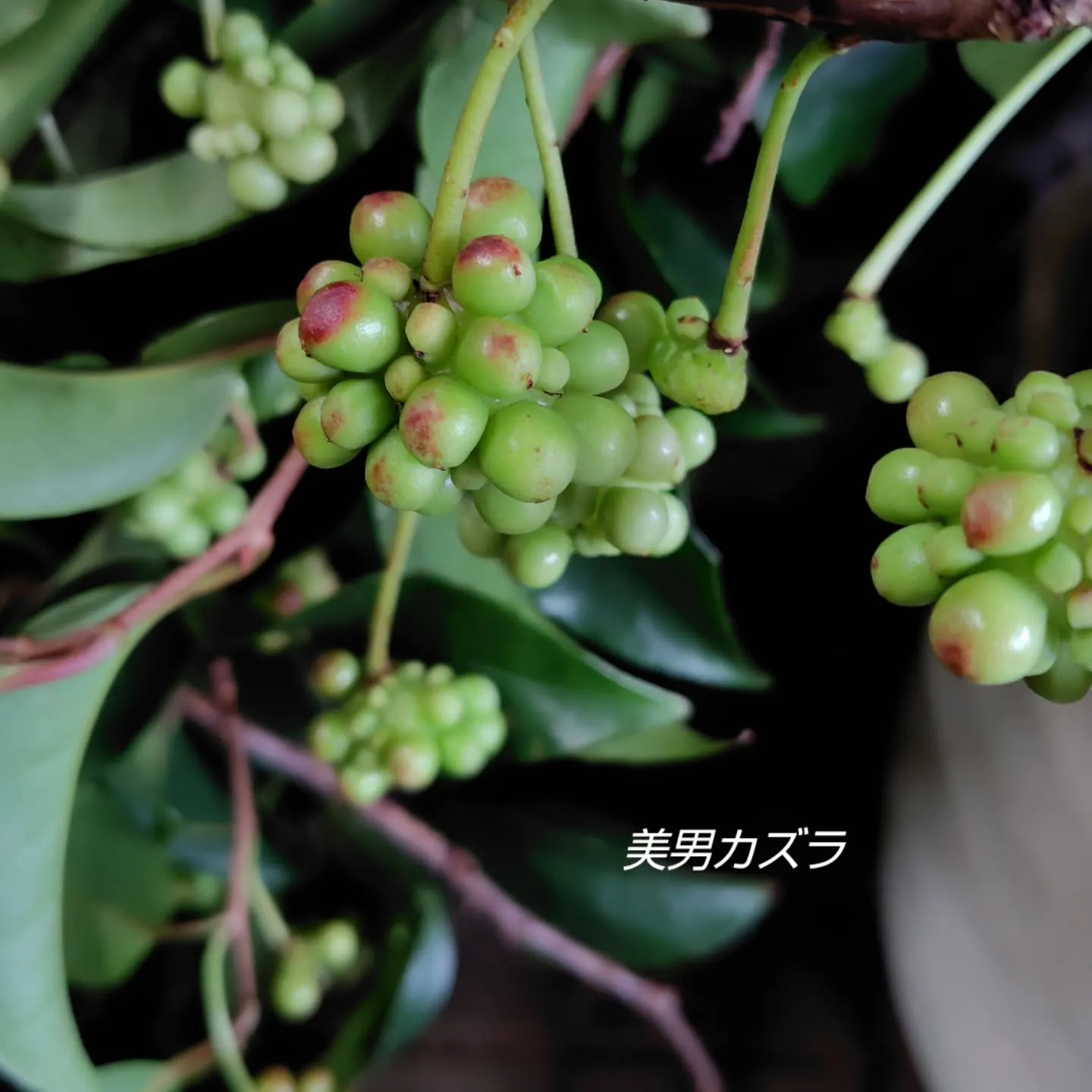 秋秋秋の実