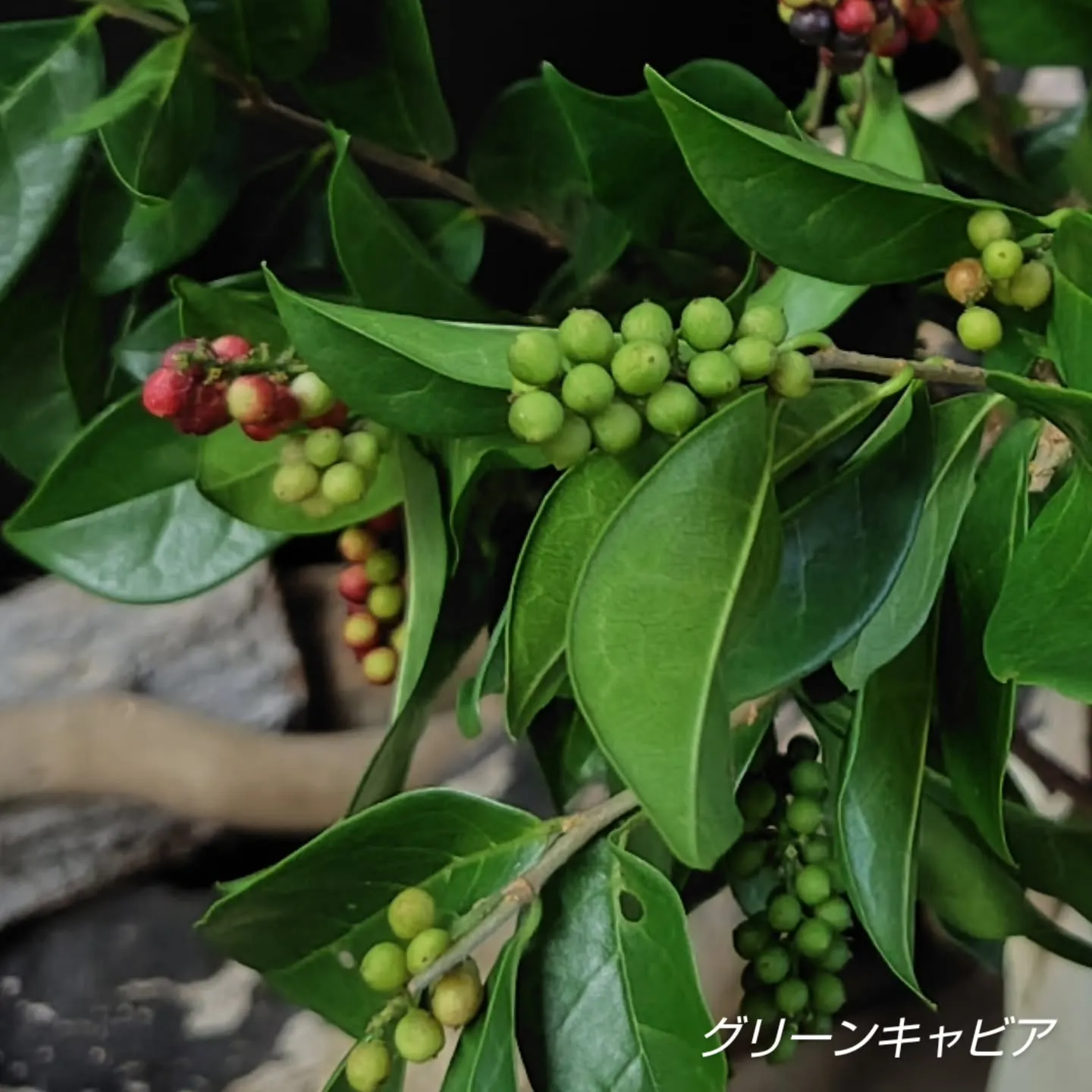 秋秋秋の実