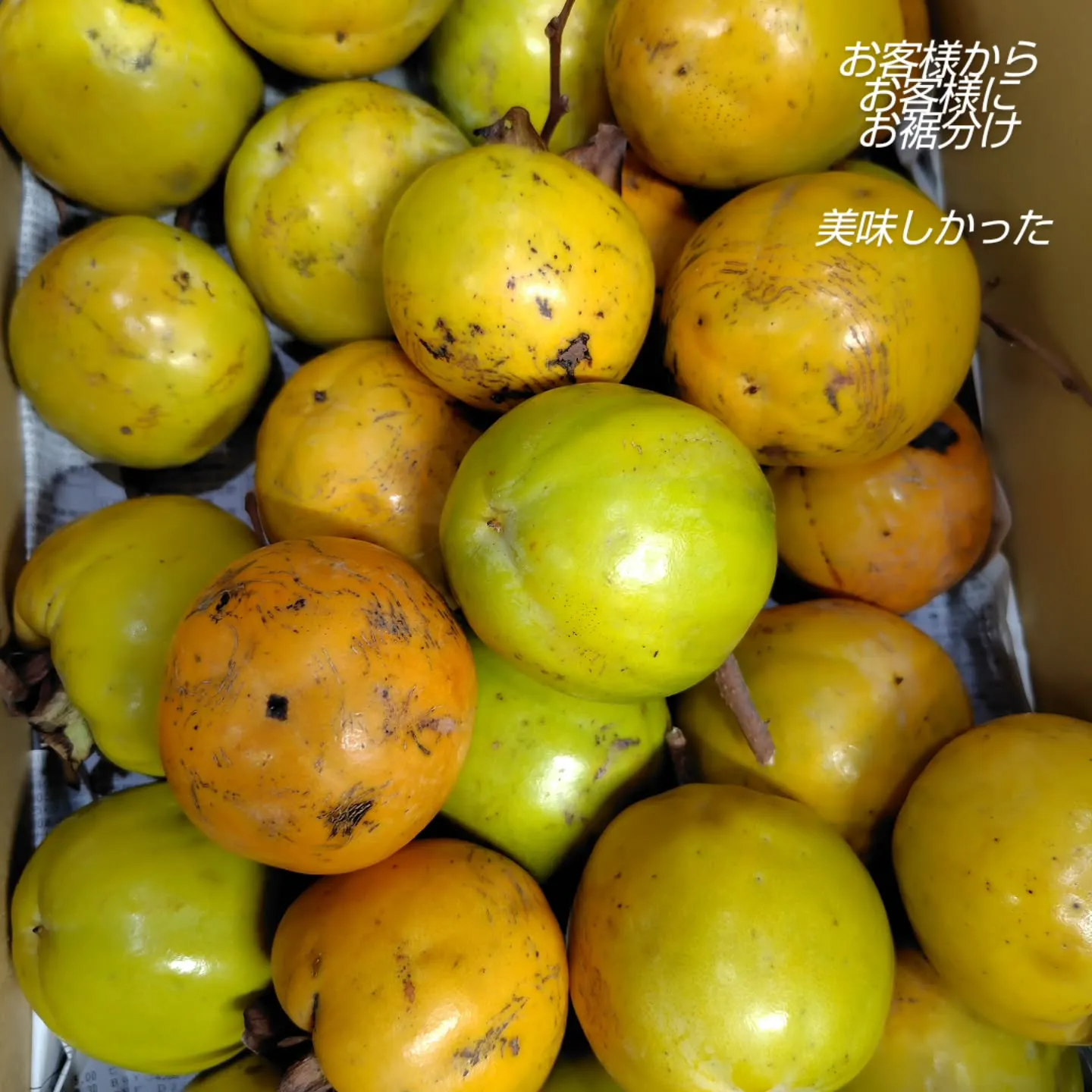 秋秋秋の実