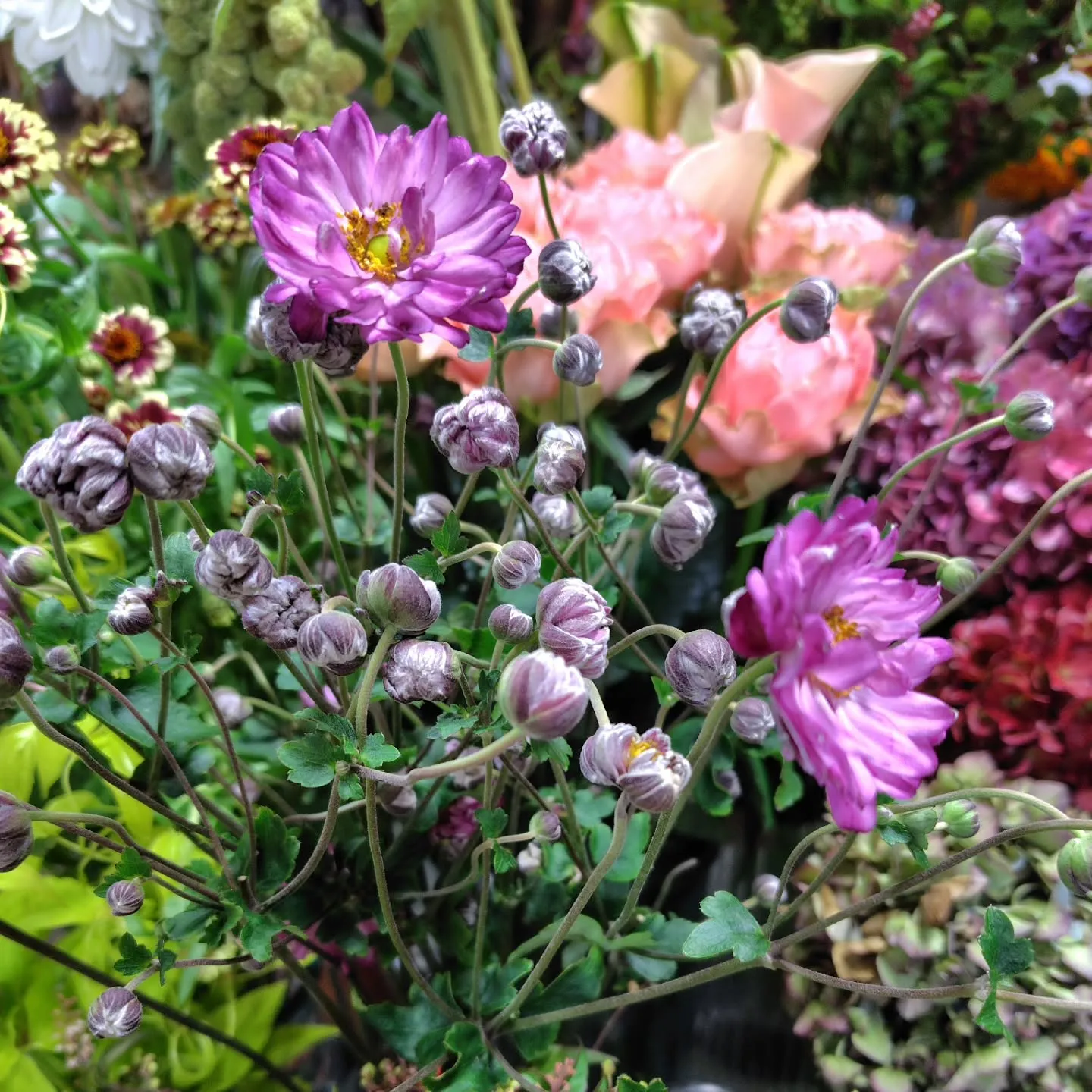 秋色紫陽花いいわぁ～