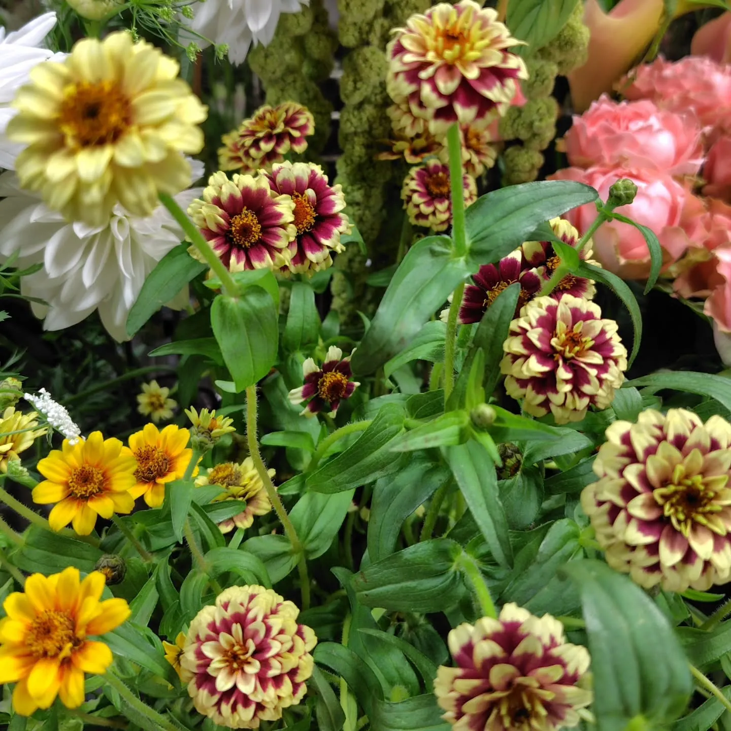 秋色紫陽花いいわぁ～