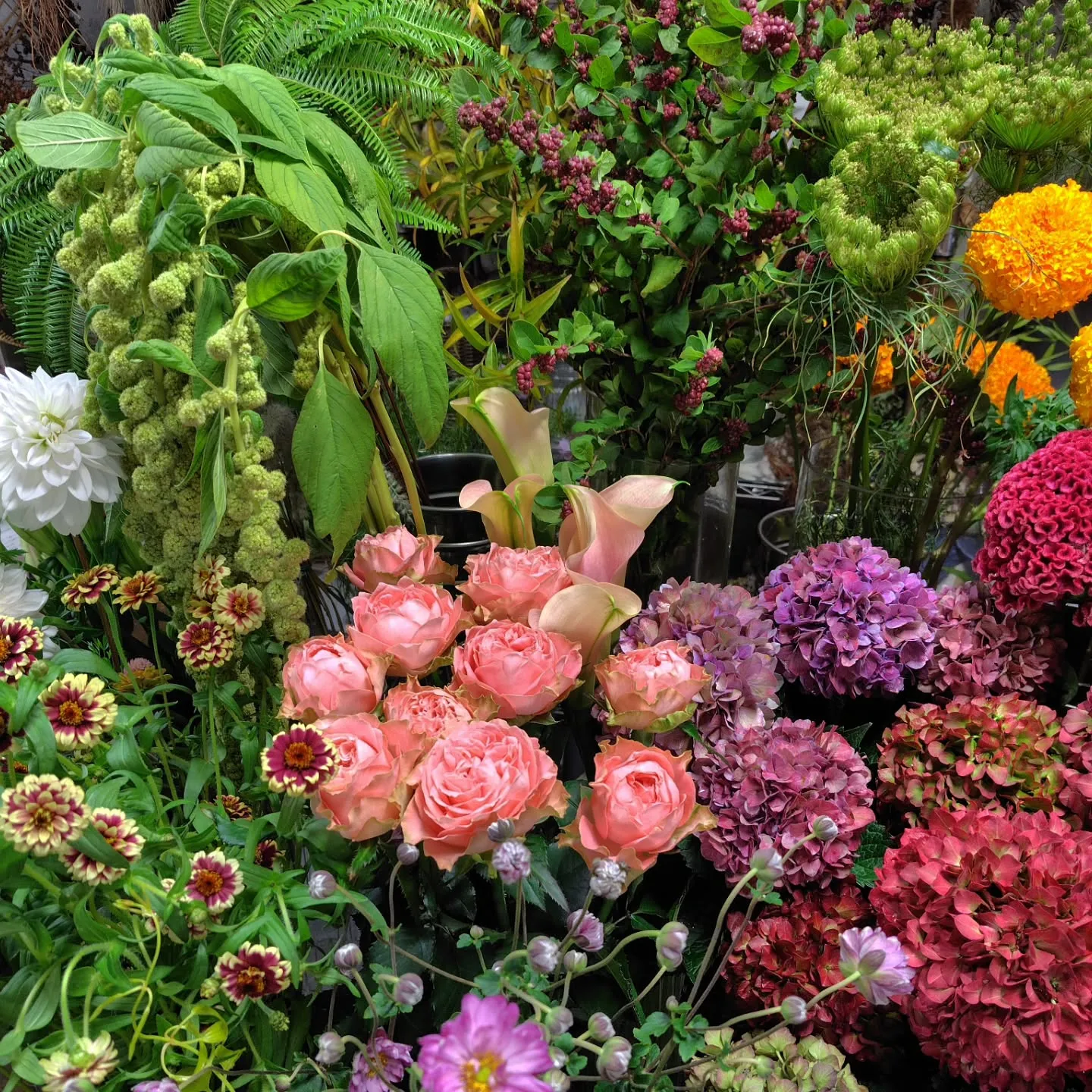 秋色紫陽花いいわぁ～