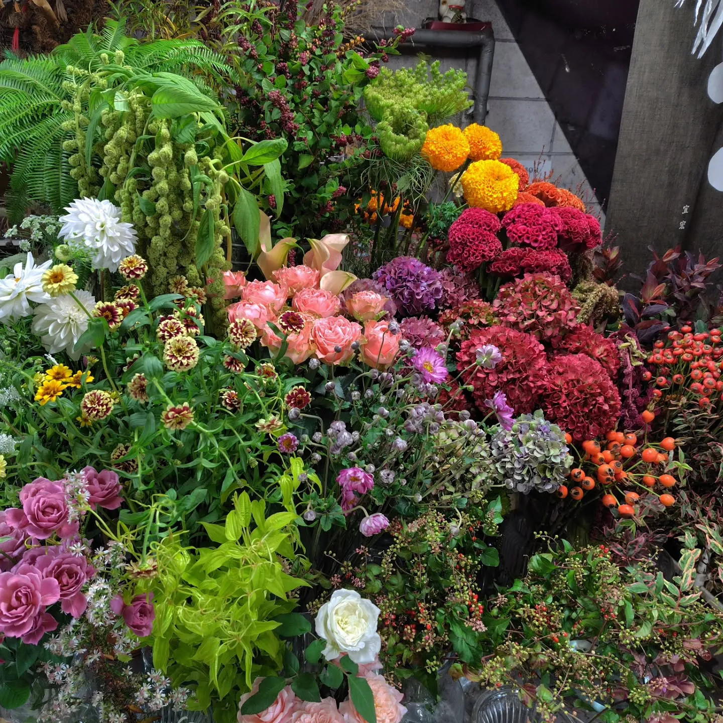 秋色紫陽花いいわぁ～