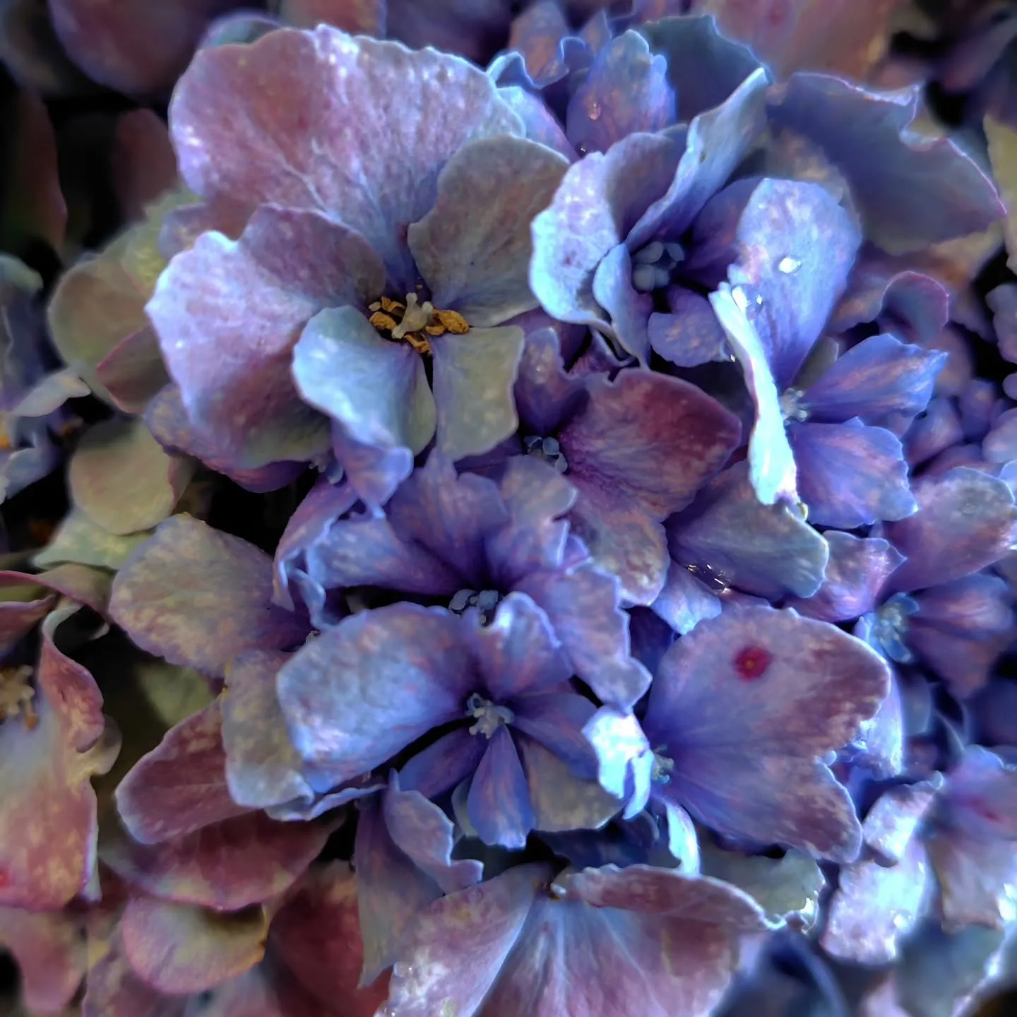 紫陽花ファーストブルー