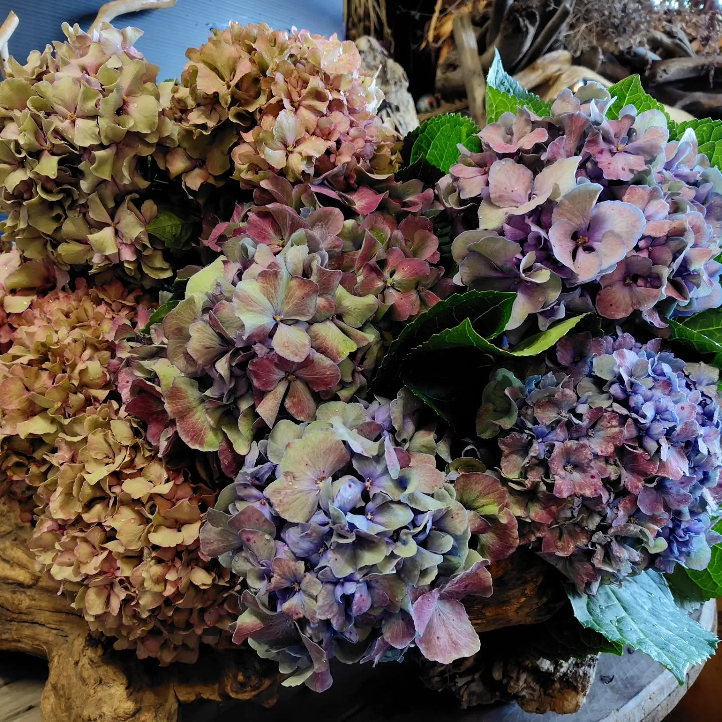 紫陽花ファーストブルー