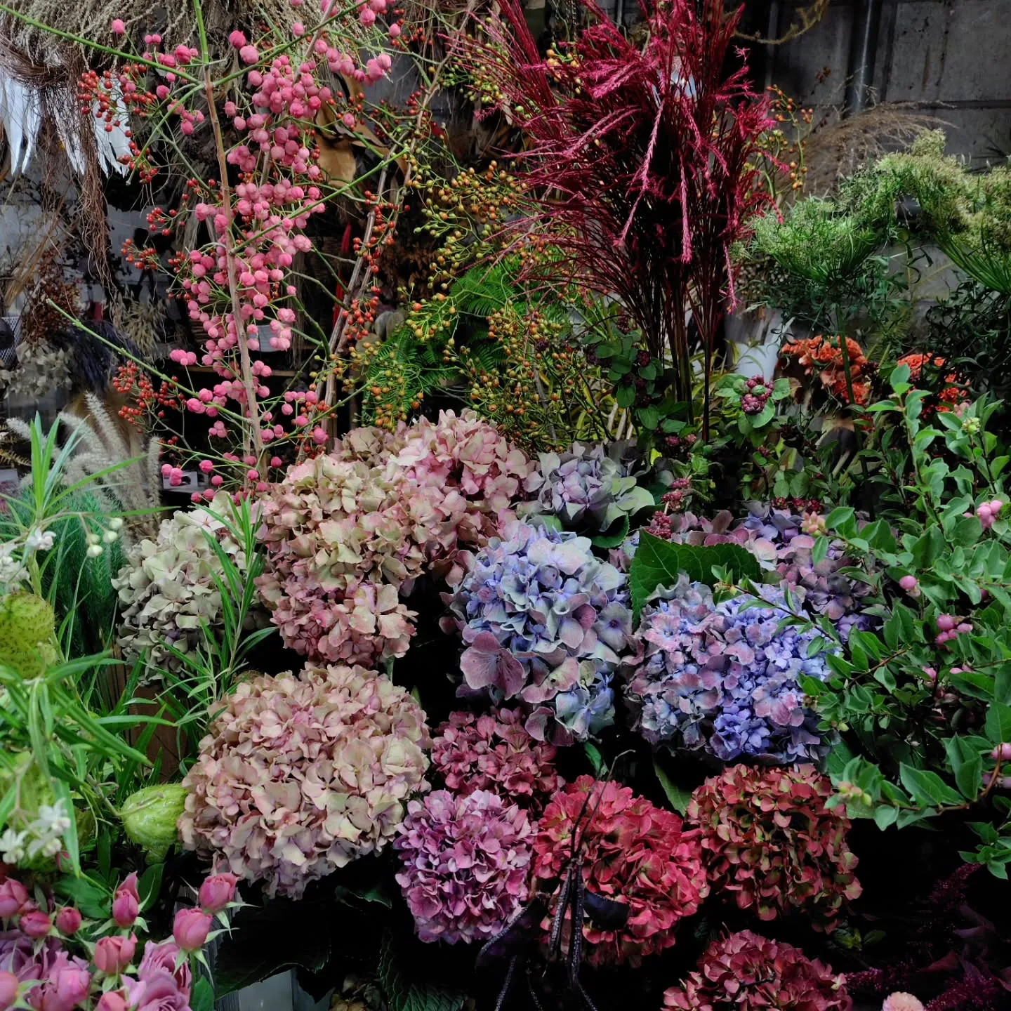 紫陽花ファーストブルー