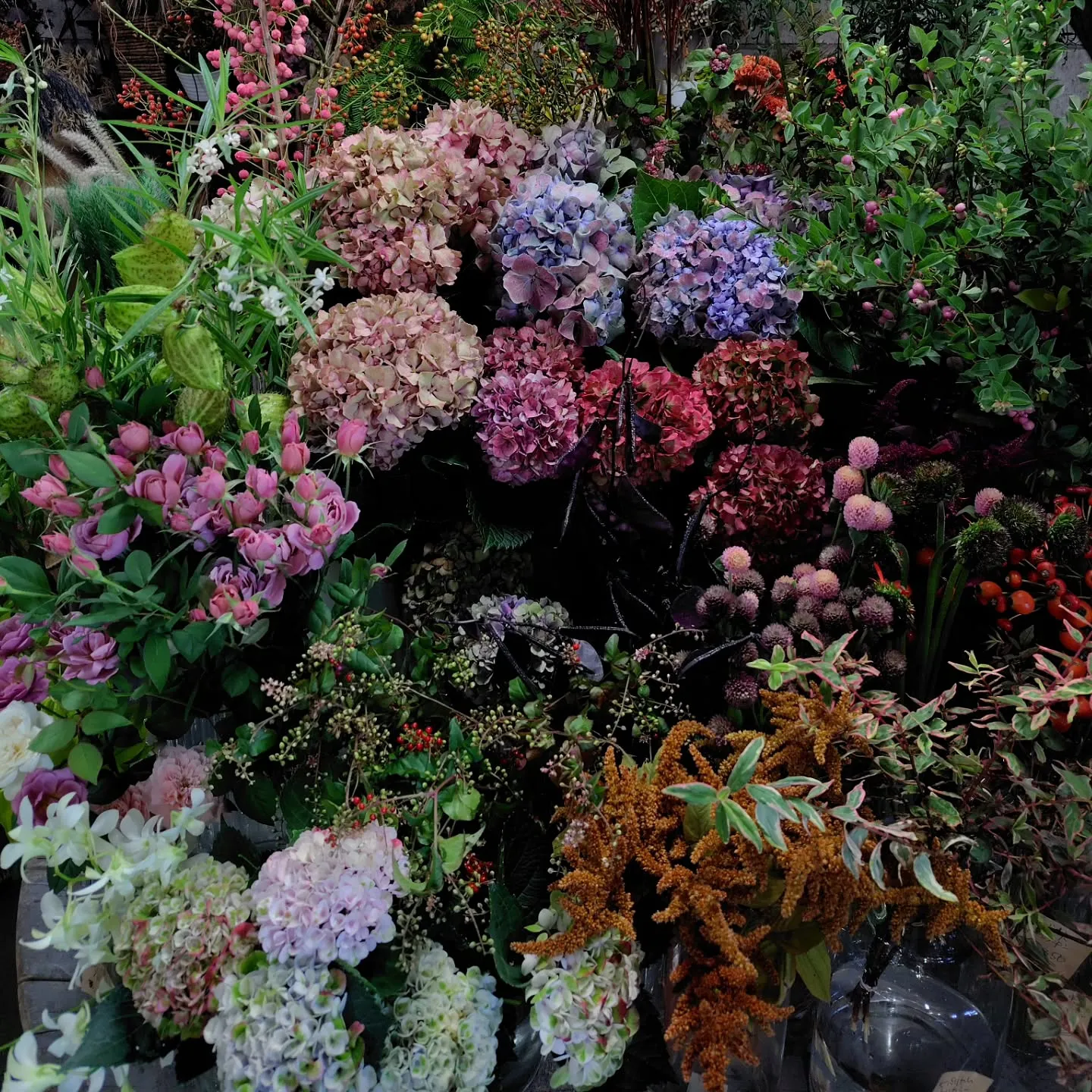 紫陽花ファーストブルー