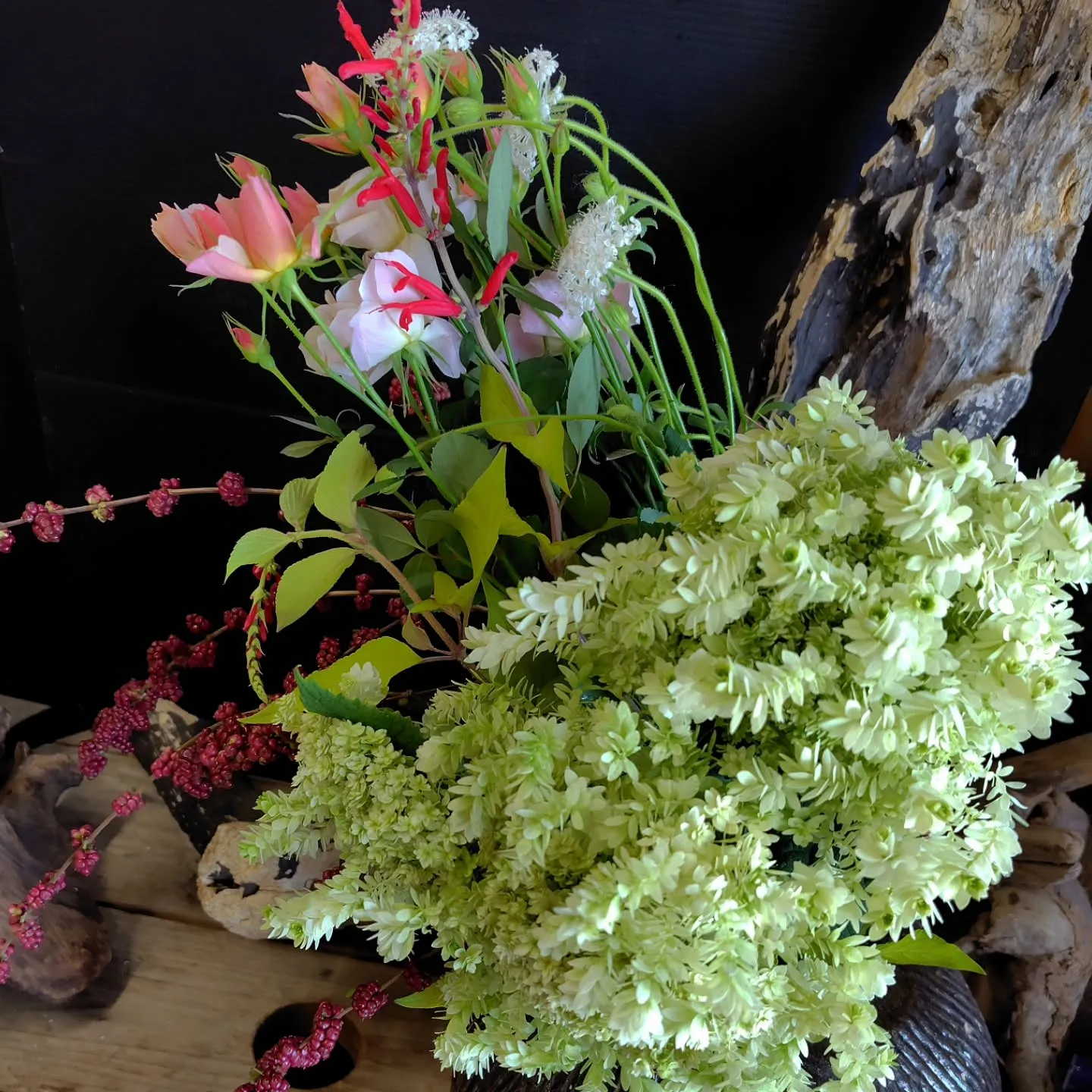 ミナヅキスターバースト