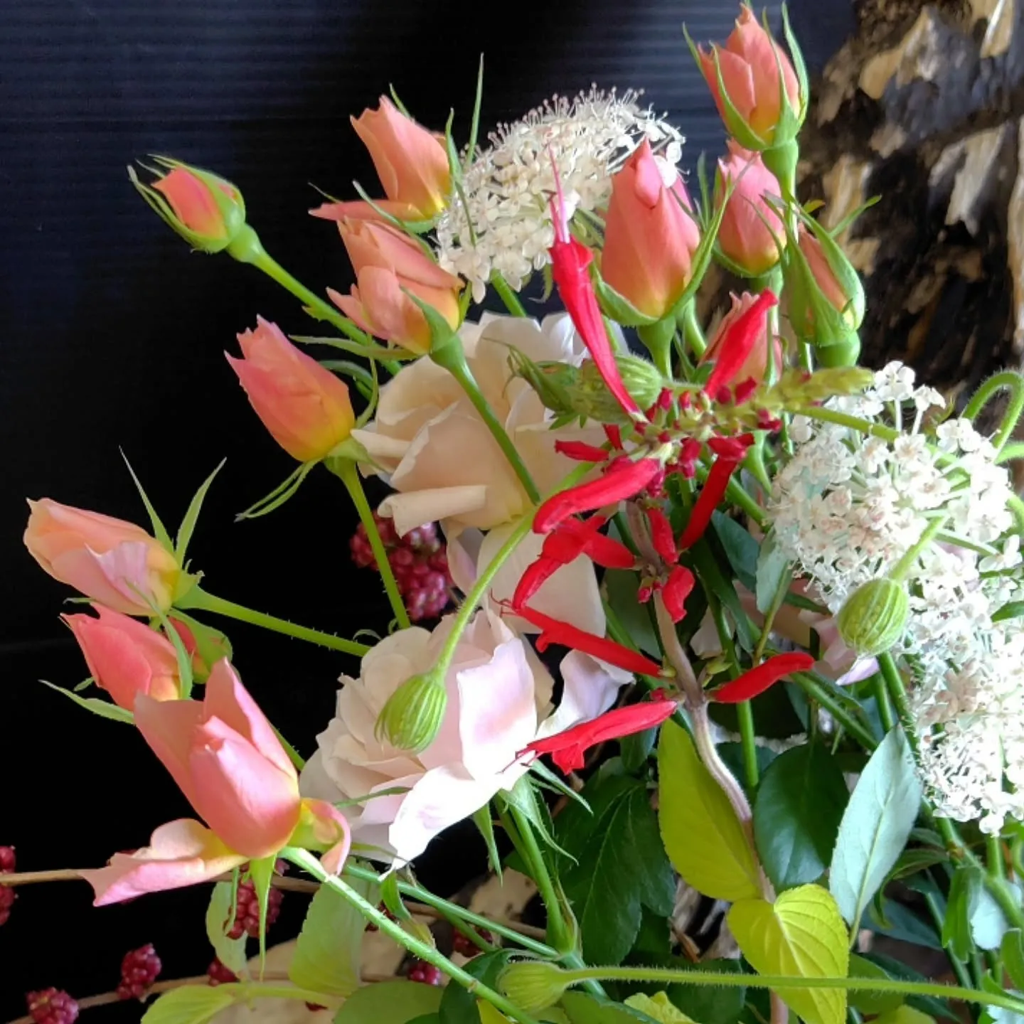 ミナヅキスターバースト