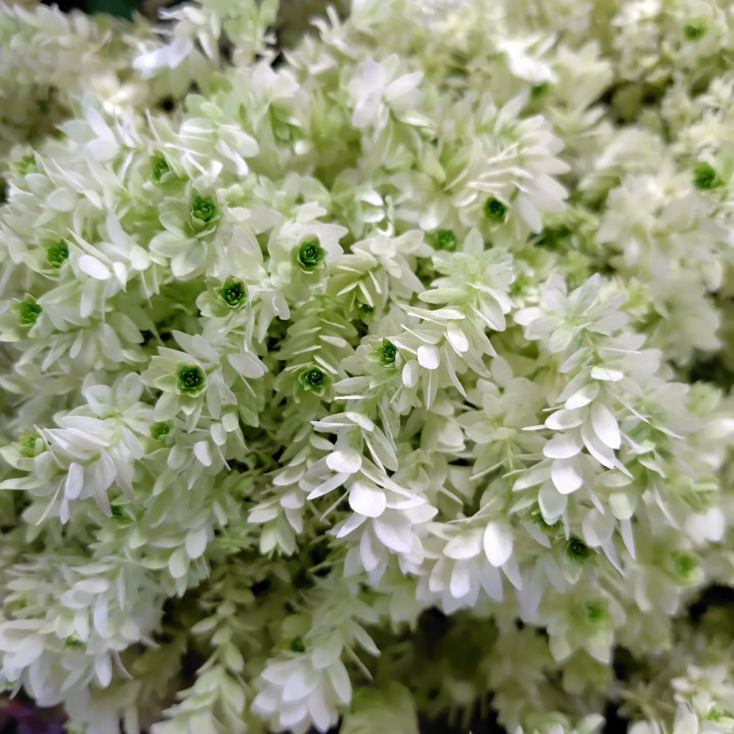 ミナヅキスターバースト