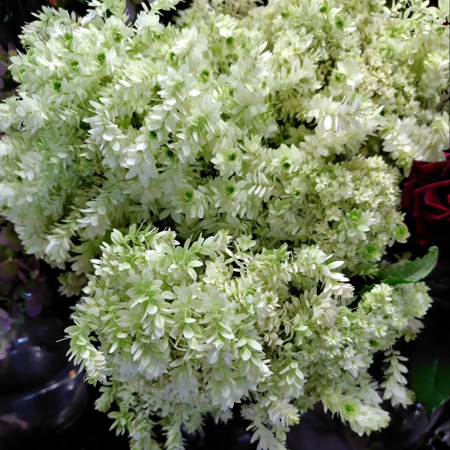 ミナヅキスターバースト