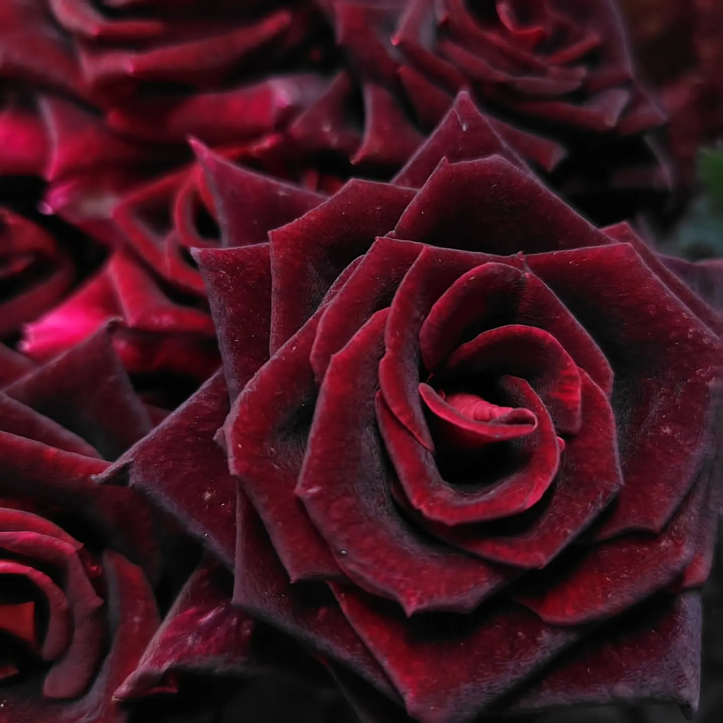 ブラックビューティ　バラ🌹