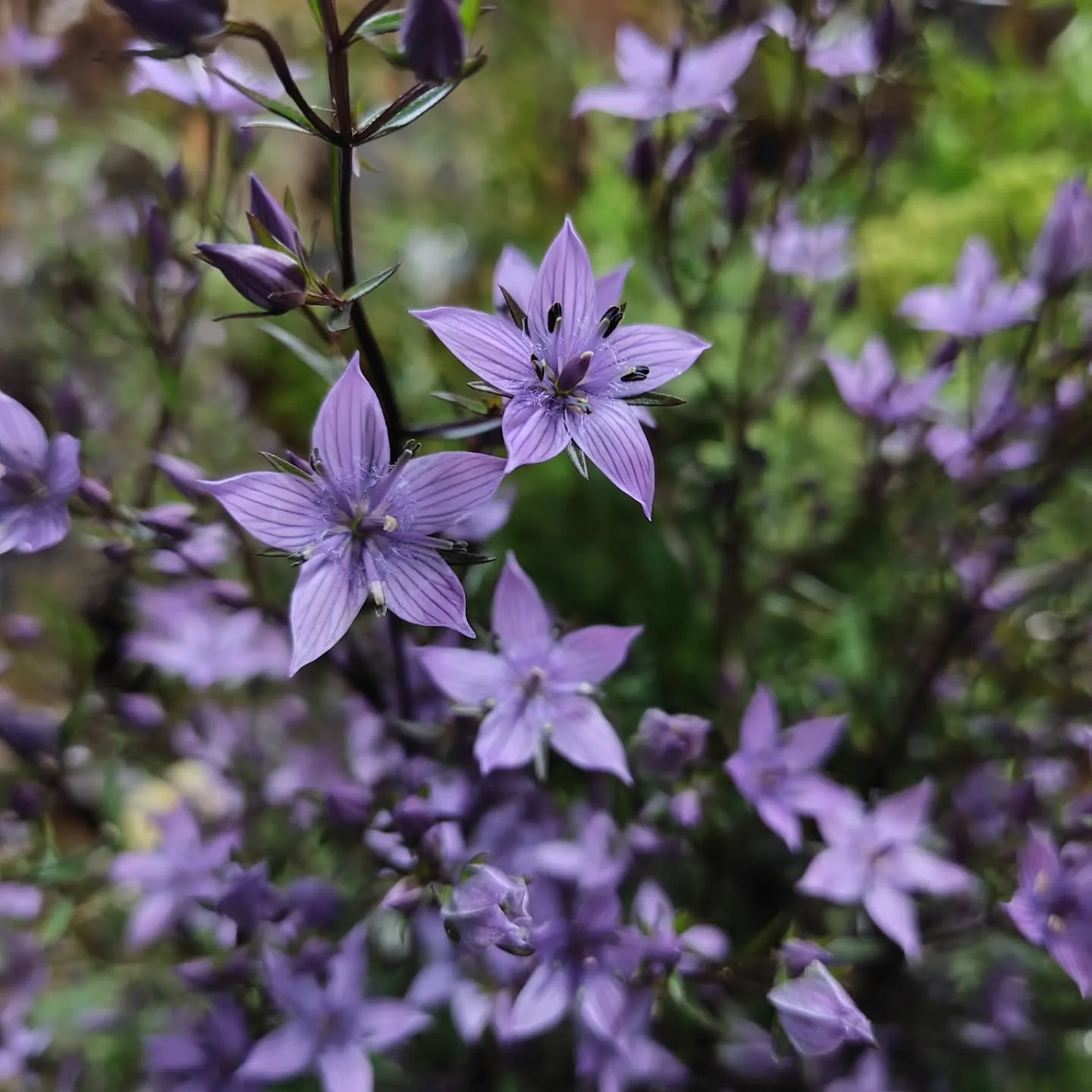 和名　紫千振　　花千振とも