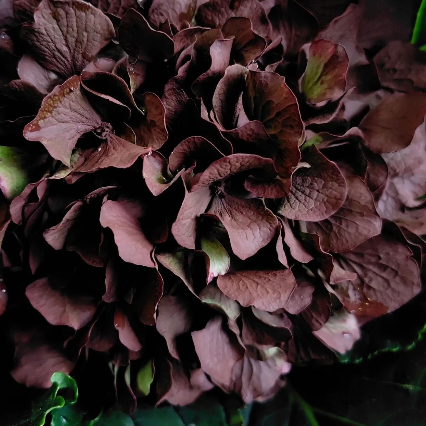 うはっ!! な色合い