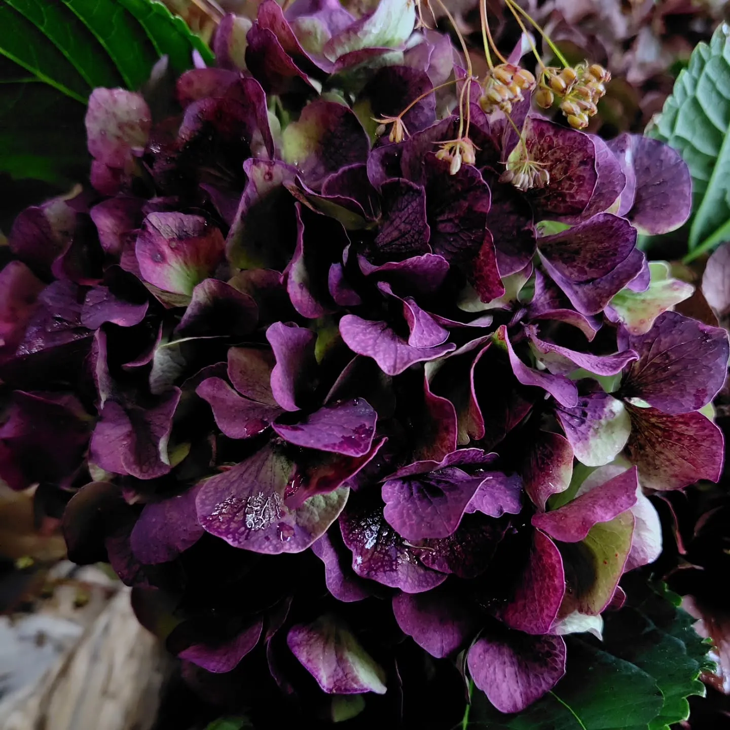 うはっ!! な色合い