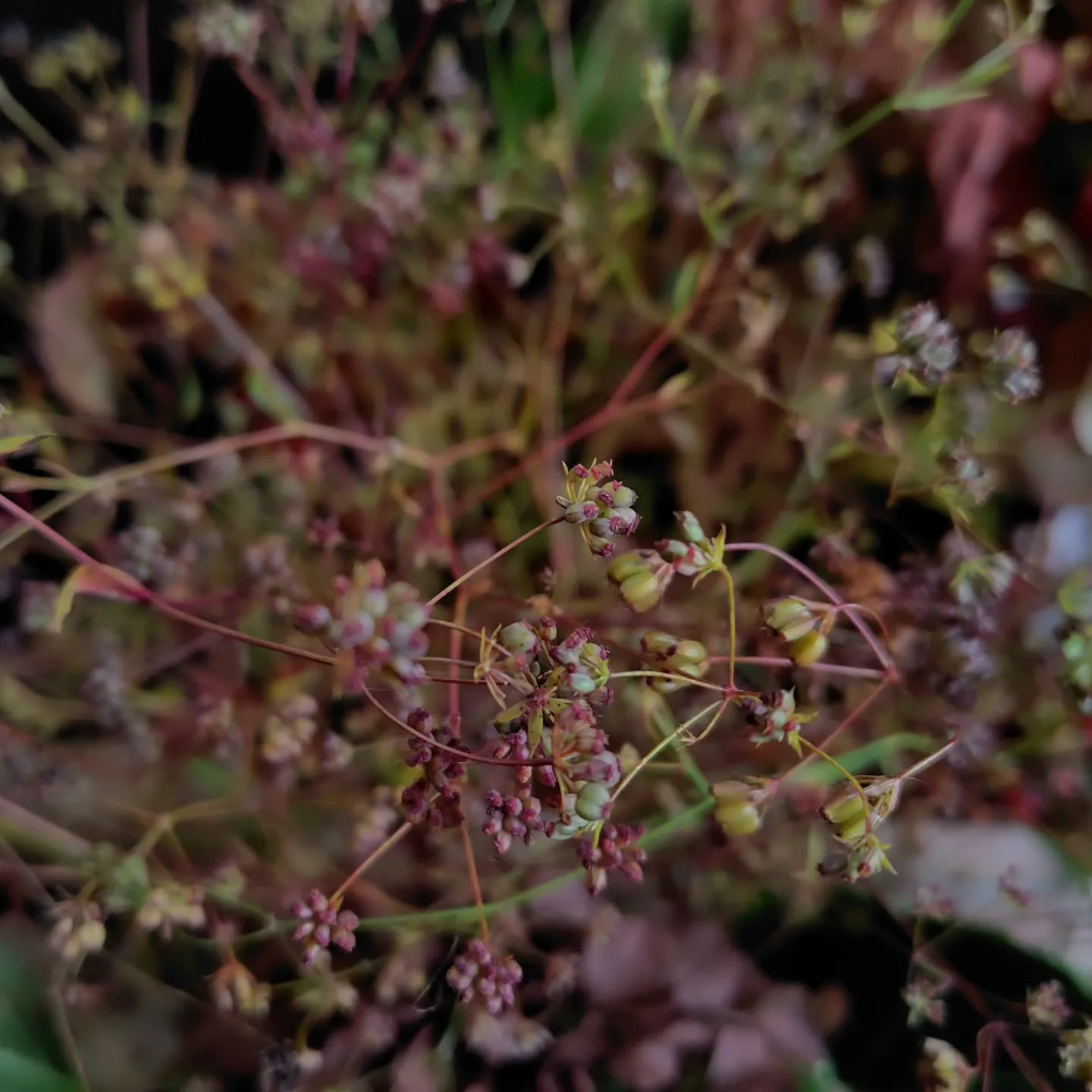 うはっ!! な色合い