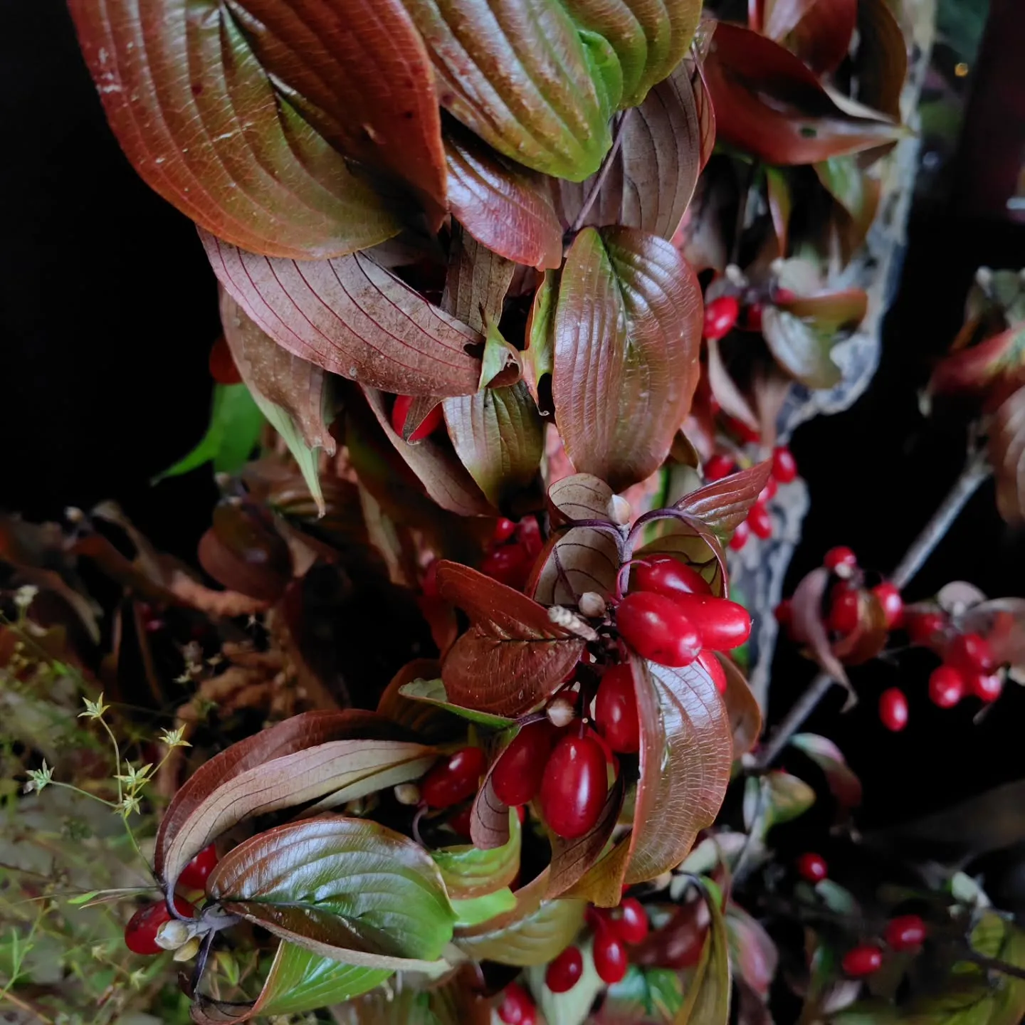 うはっ!! な色合い