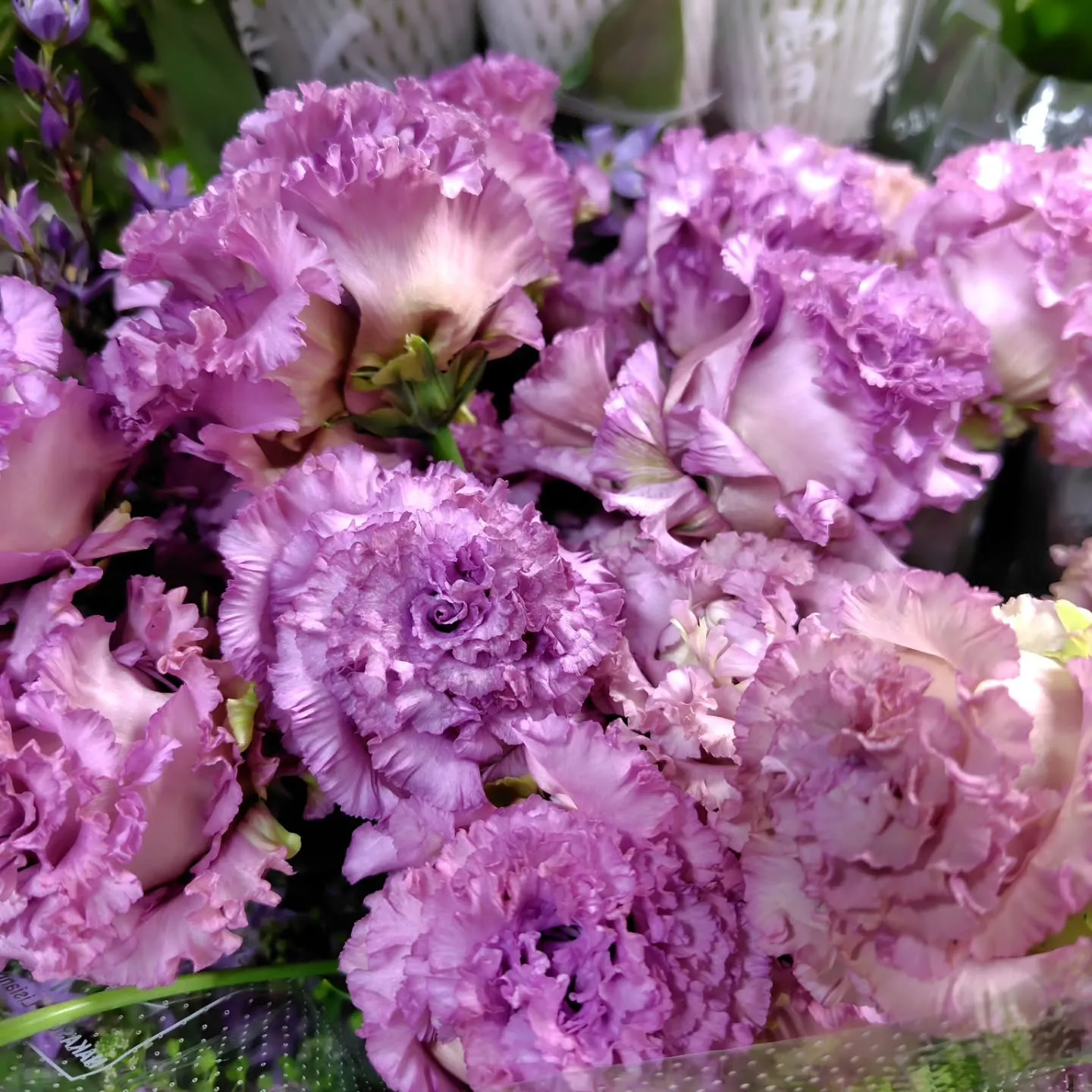 秋色つづく今日の草