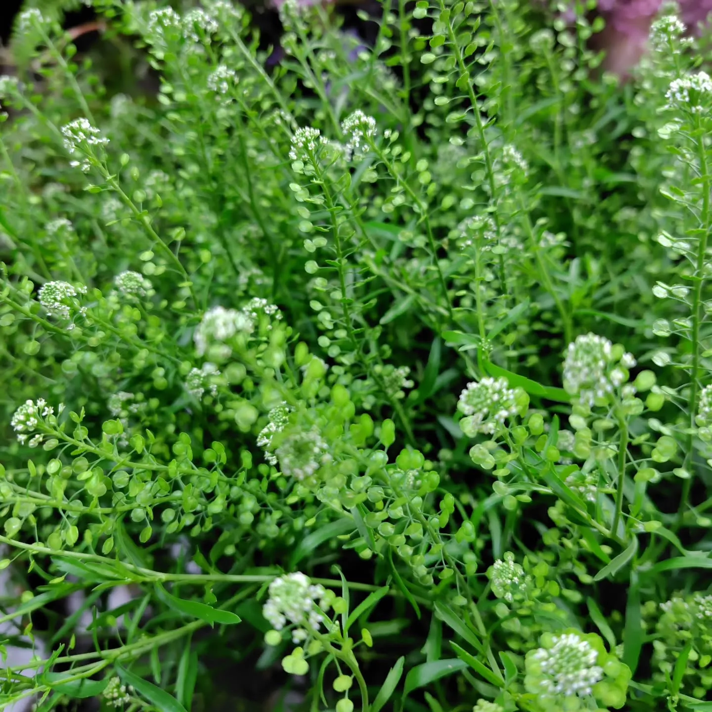 秋色つづく今日の草