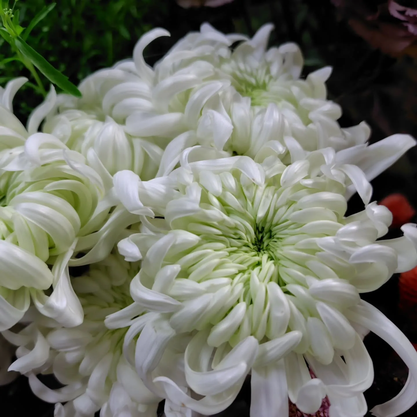 秋色つづく今日の草