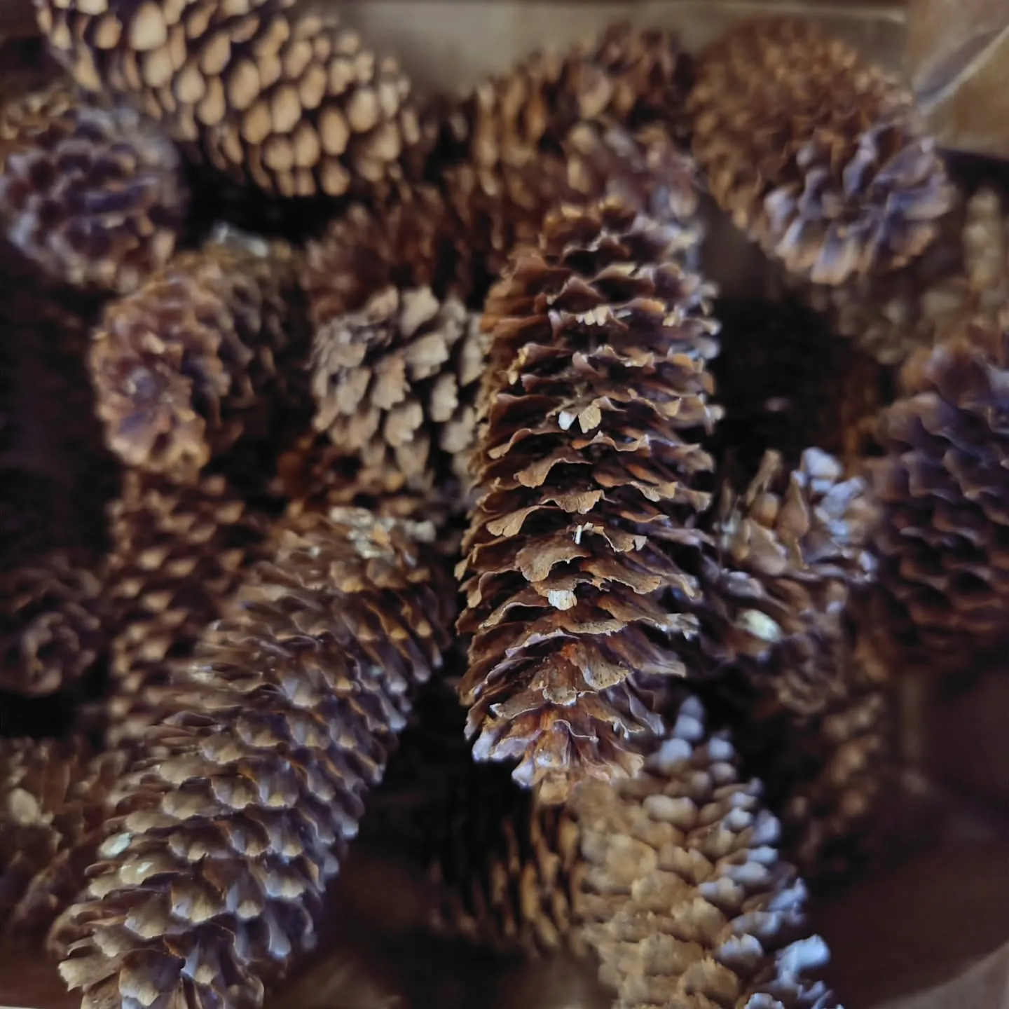 ブルーアイスのブルー染が良き