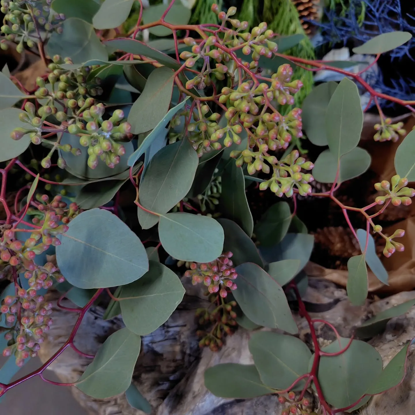 ブルーアイスのブルー染が良き