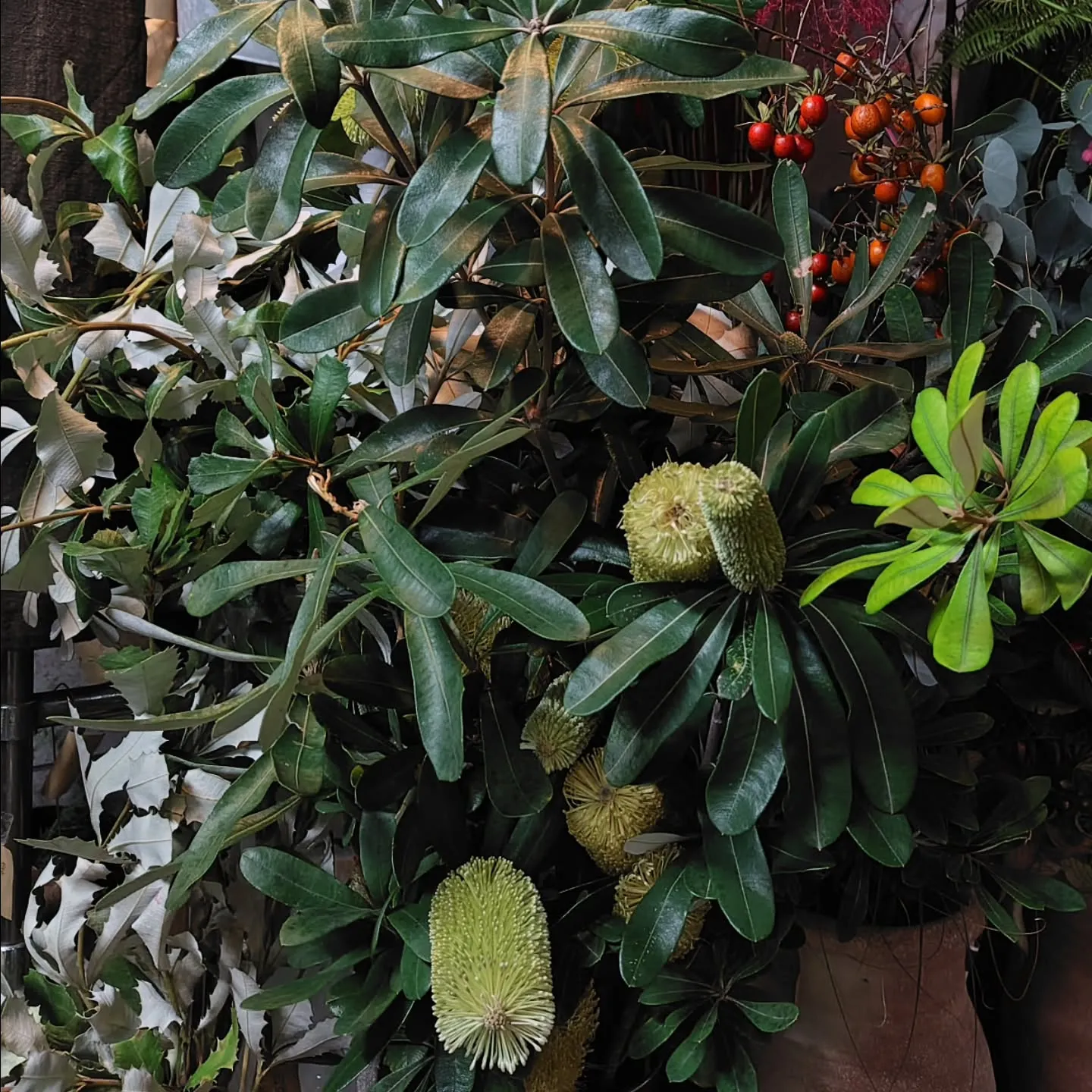 バンクシアもりもりさぁ！！