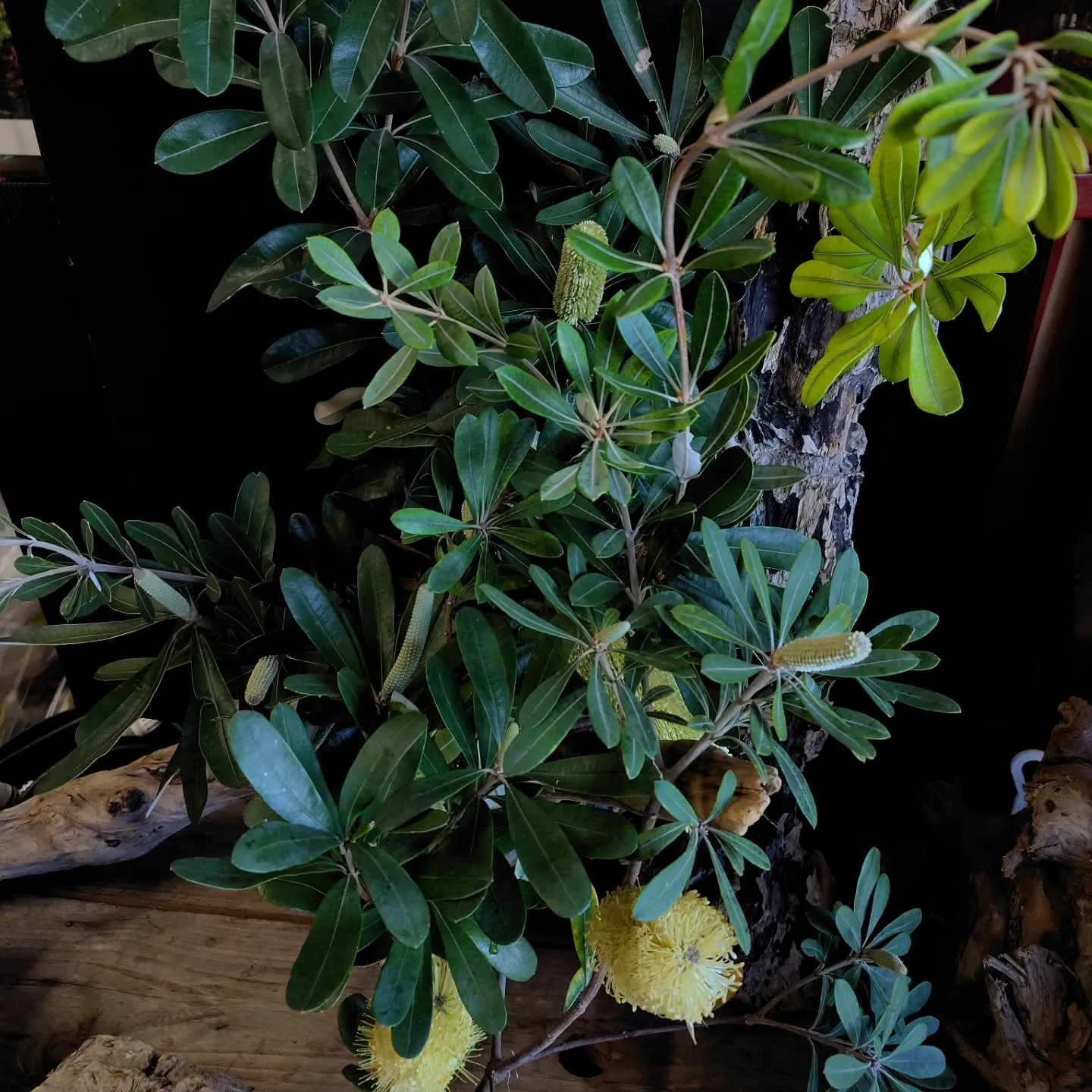 バンクシアもりもりさぁ！！