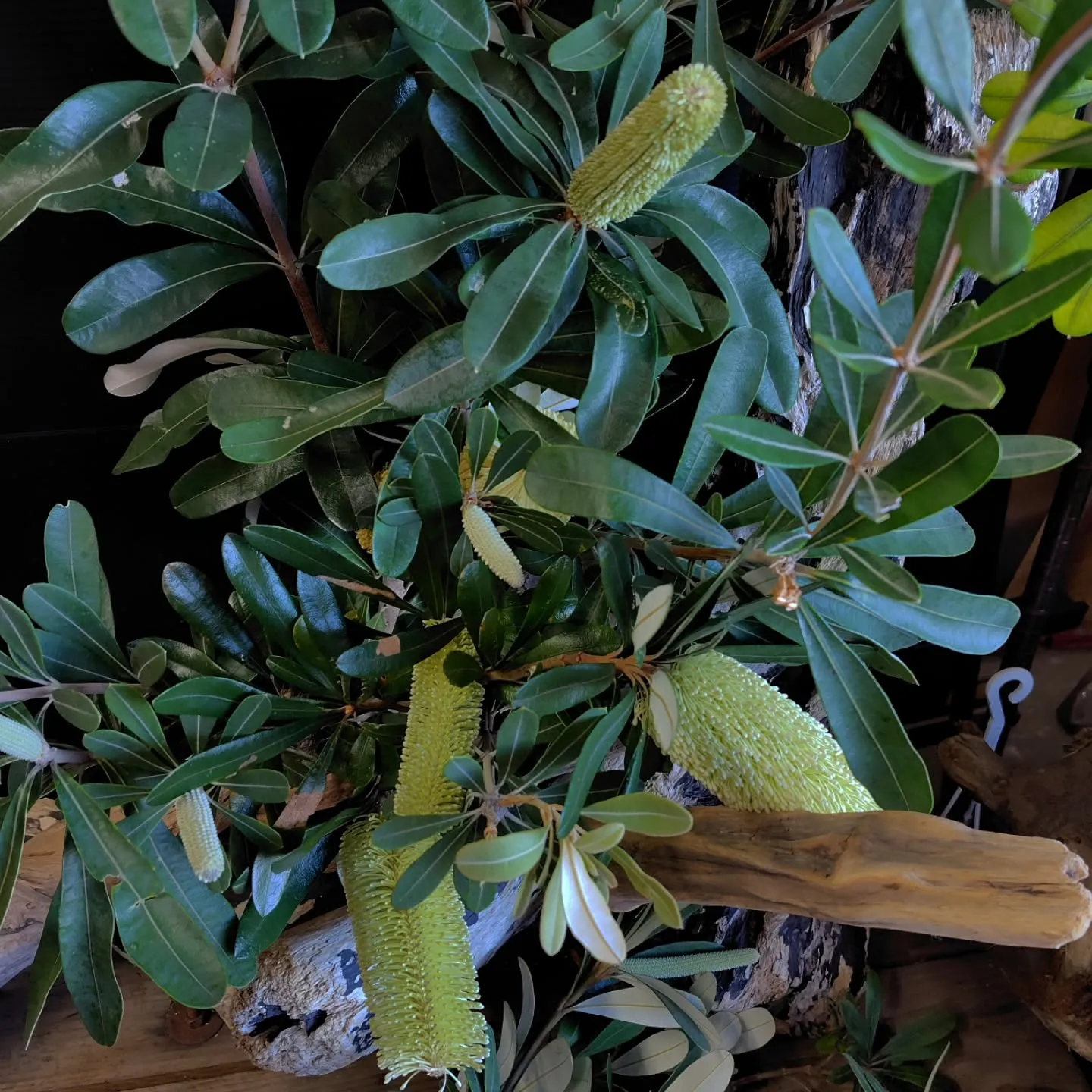 バンクシアもりもりさぁ！！