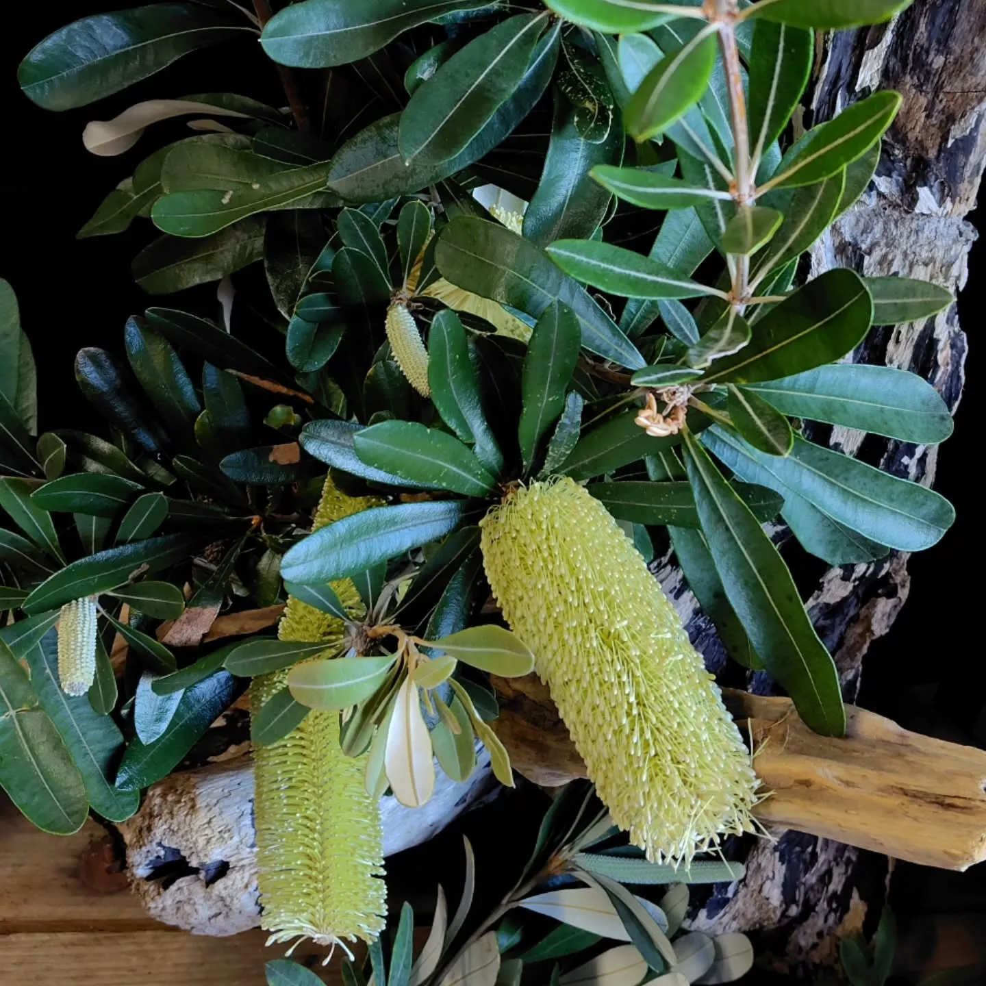 バンクシアもりもりさぁ！！