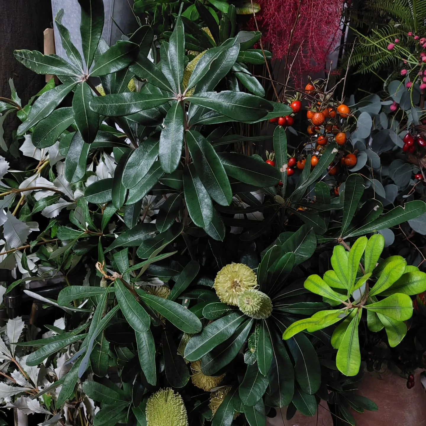 バンクシアもりもりさぁ！！