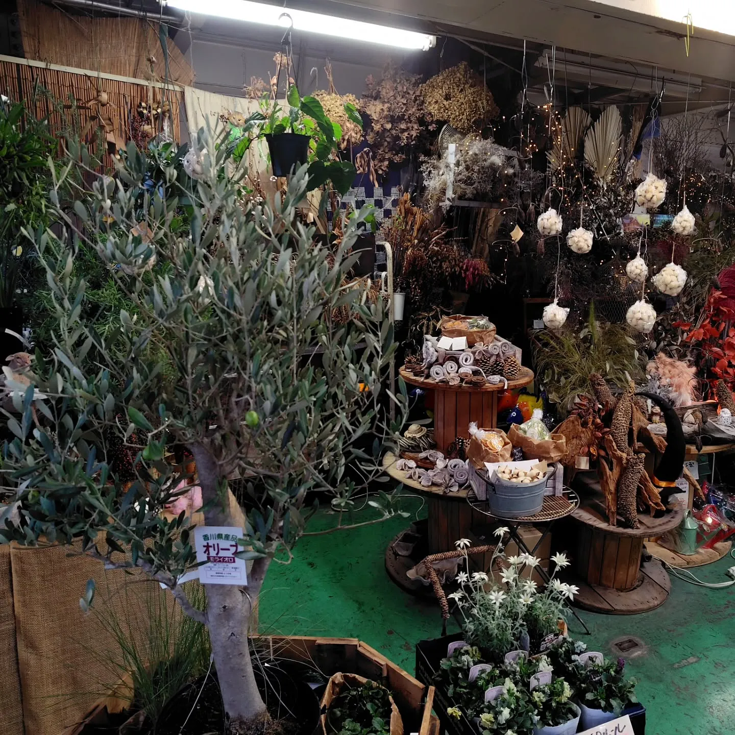 バンクシアもりもりさぁ！！