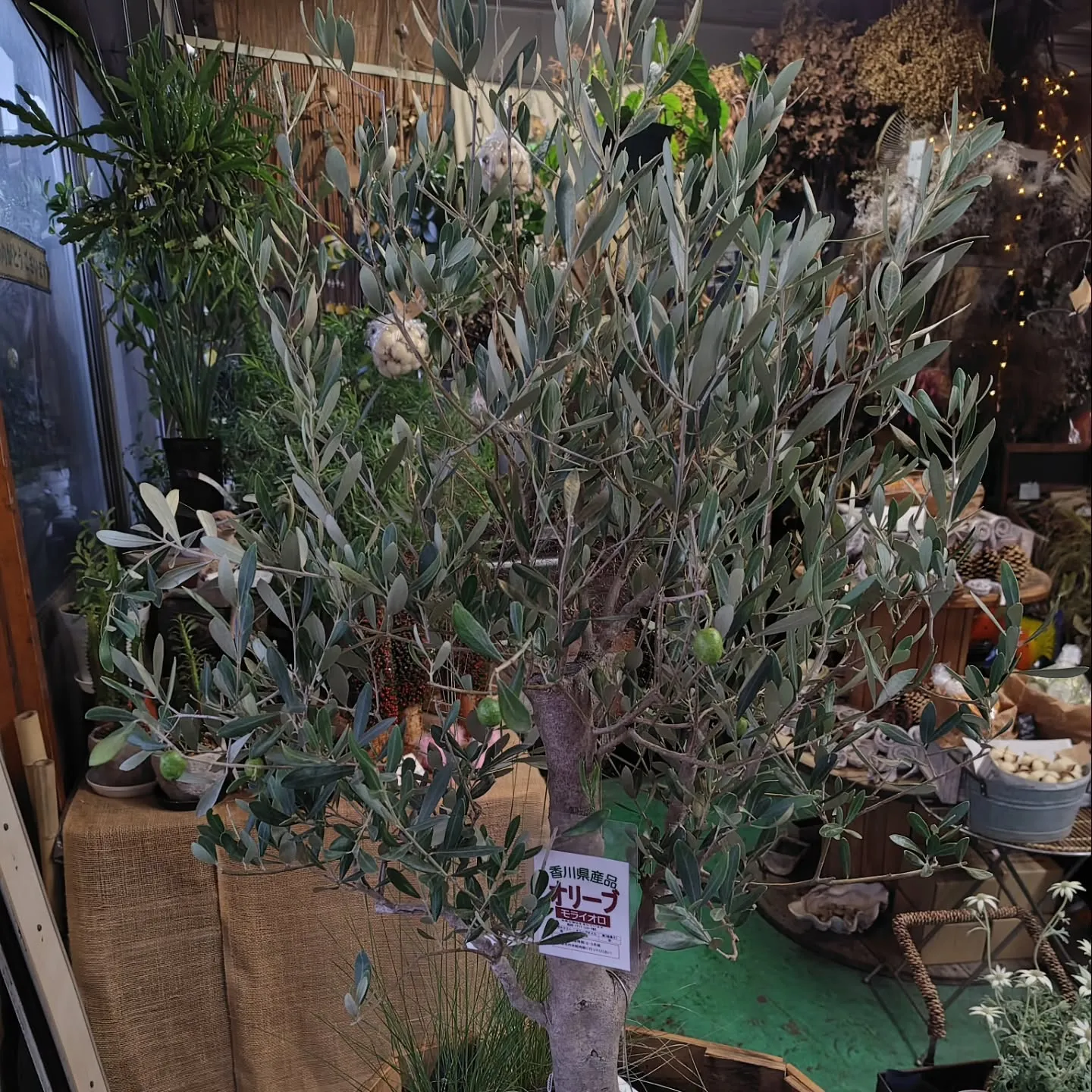 バンクシアもりもりさぁ！！