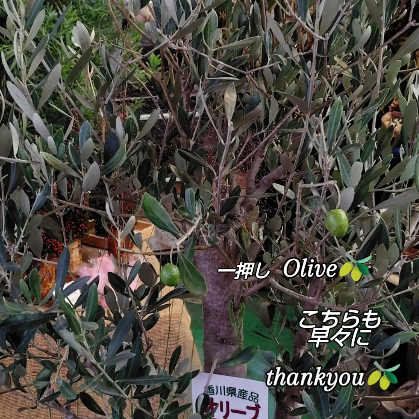 バンクシアもりもりさぁ！！