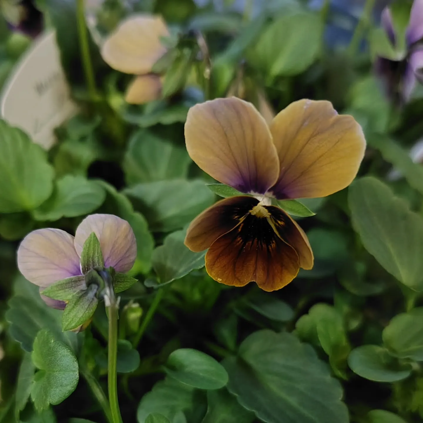 Mauve Viola