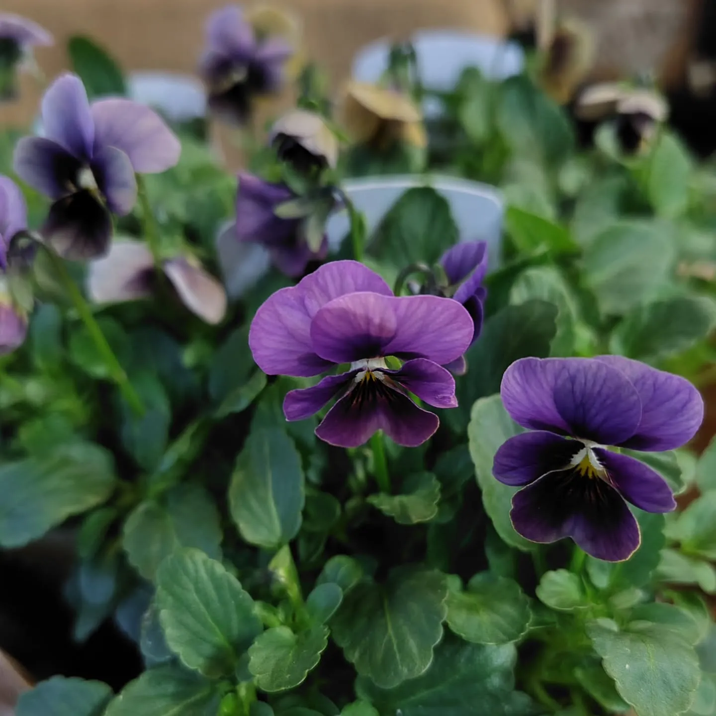 Mauve Viola