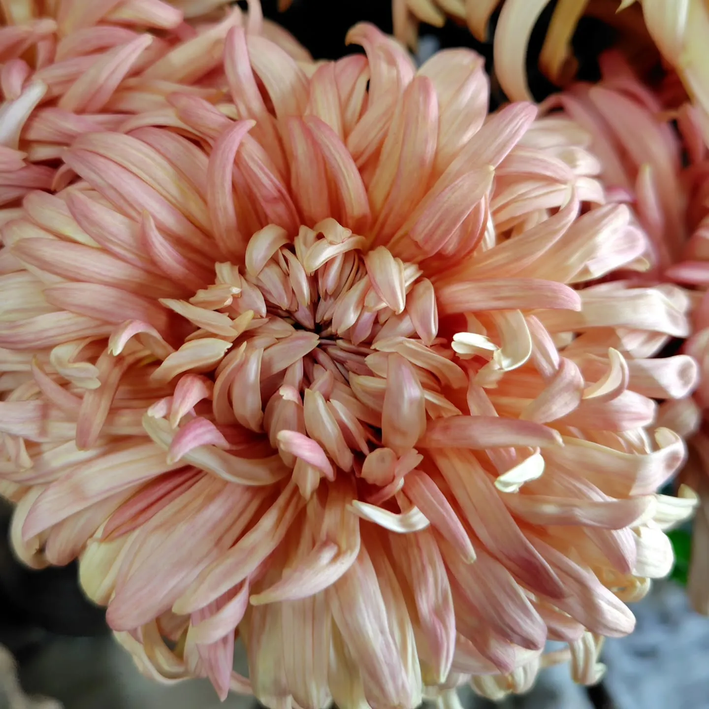 マノアサーモン