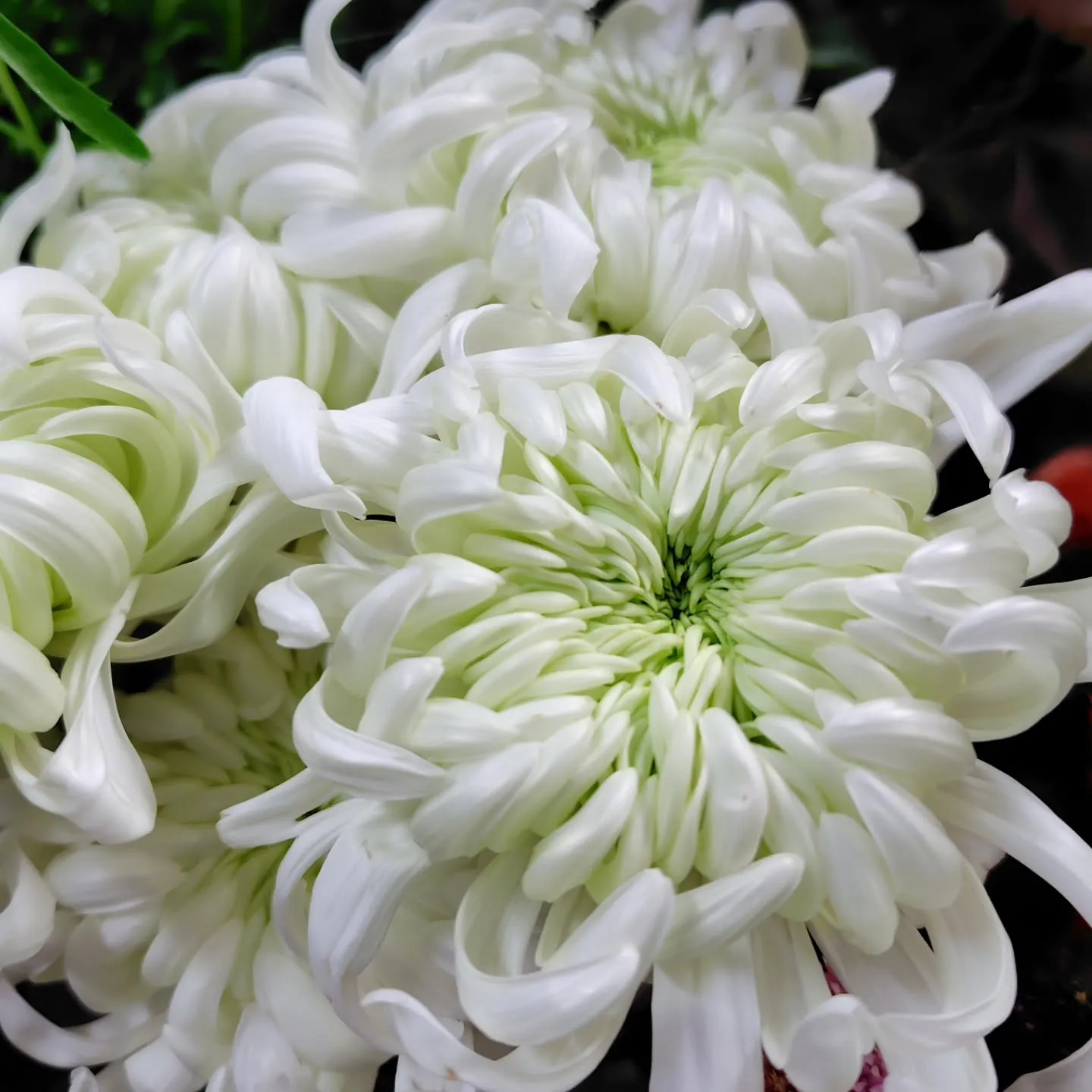 マノアサーモン